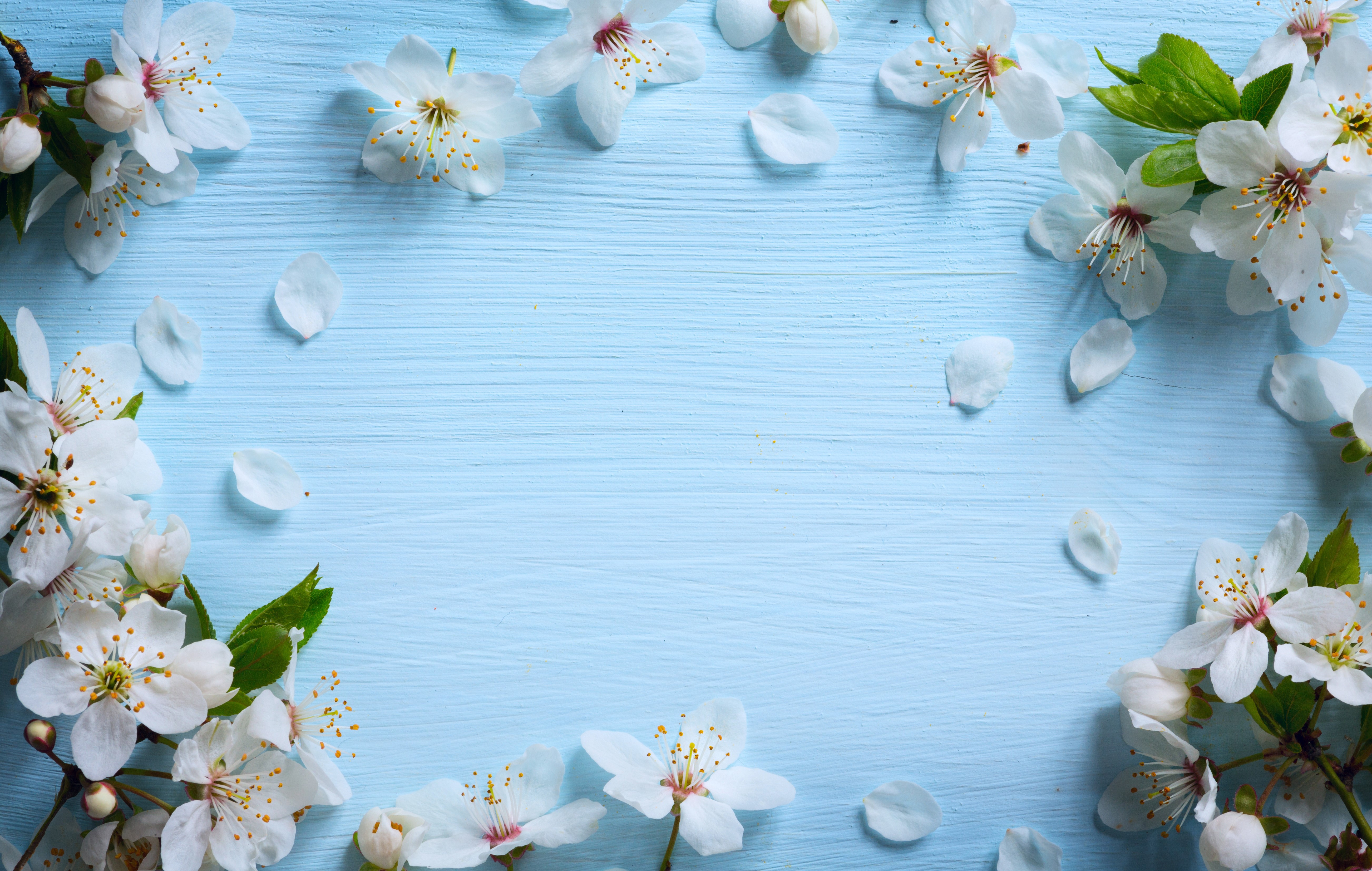White cherry blossoms on a blue wooden background HD Wallpaper