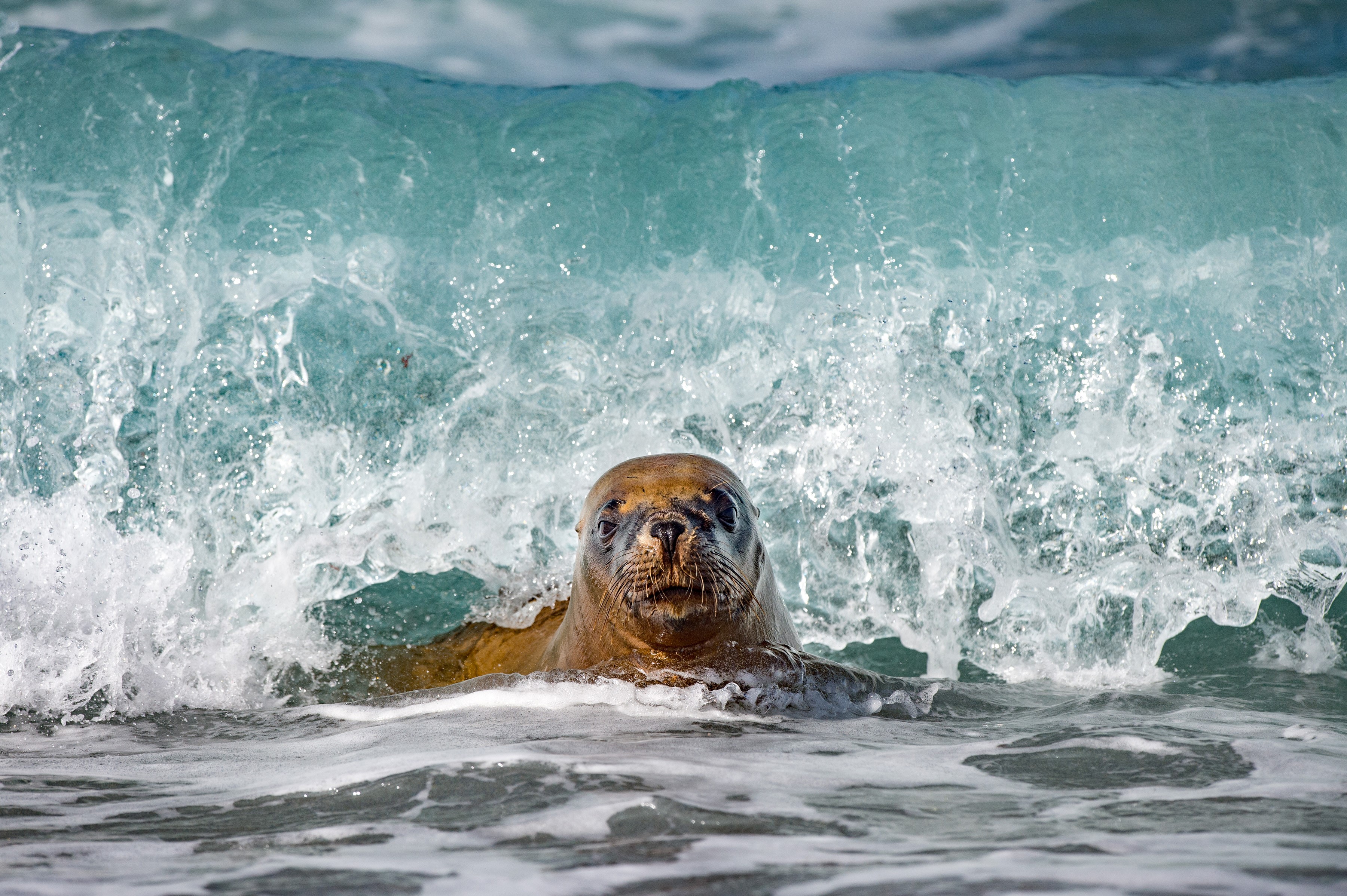 Sea lion emerging from a wave HD Wallpaper