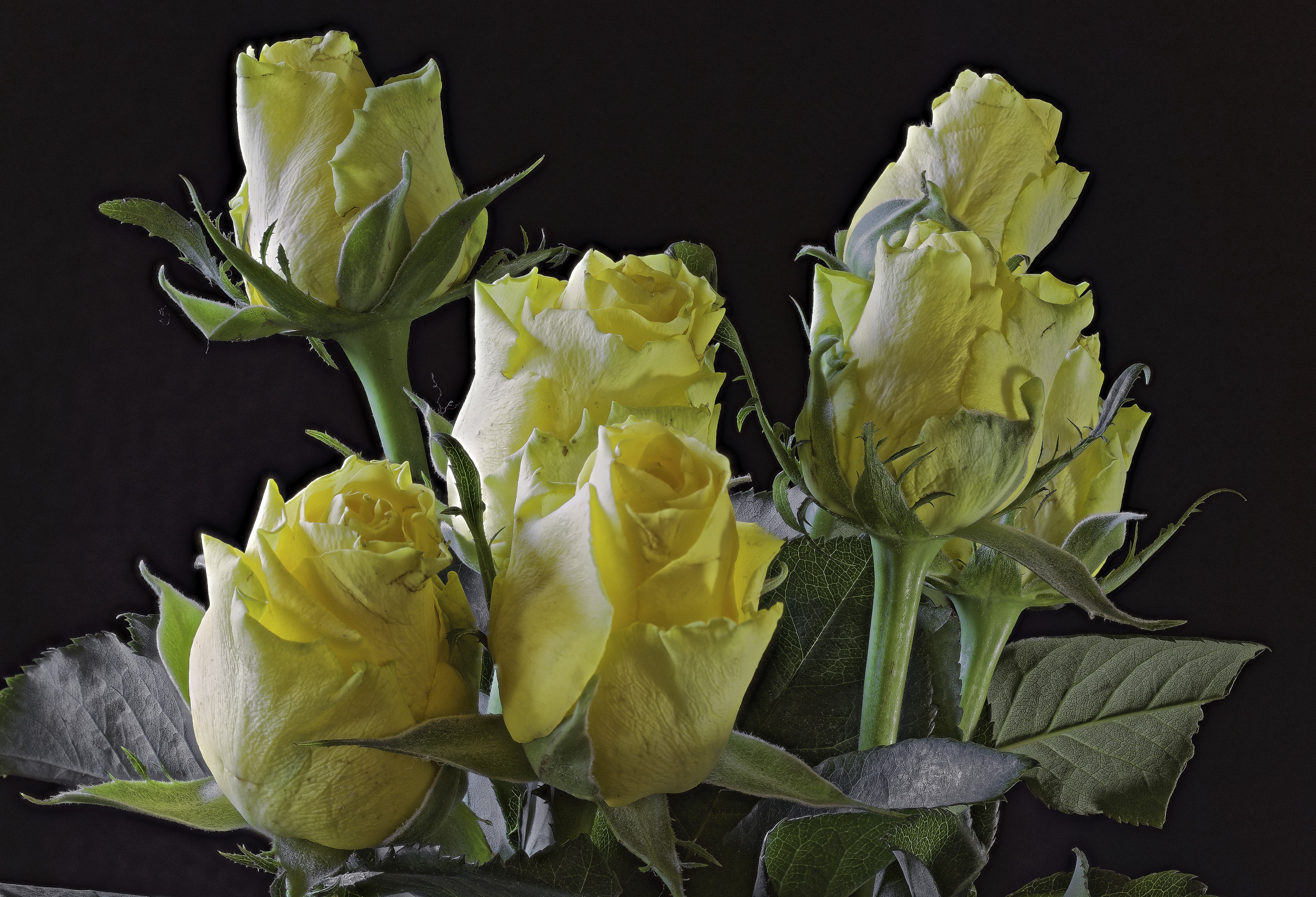 Yellow Roses on Black Background HD Wallpaper