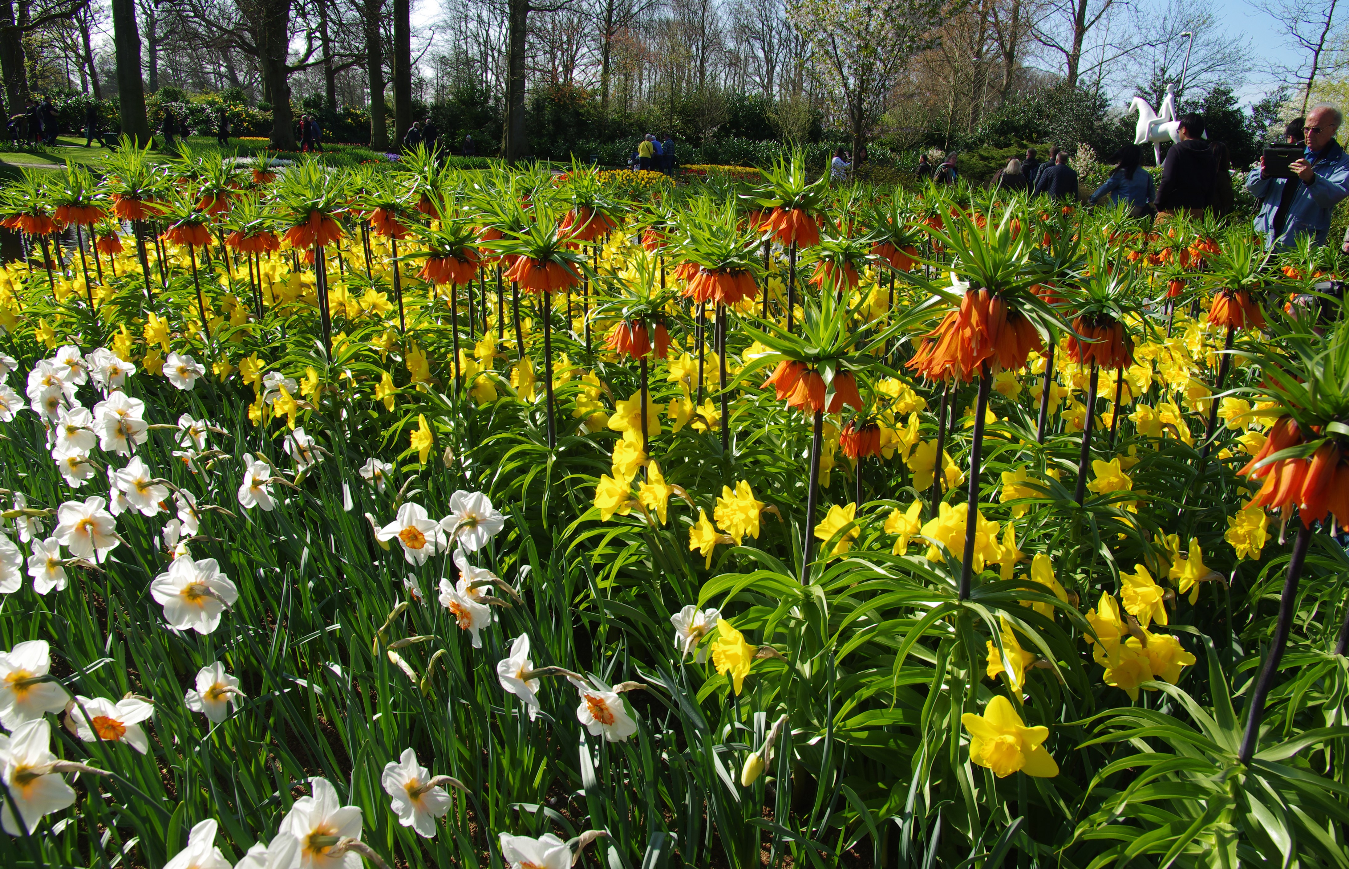 4K Keukenhof Gardens with Fritillaria and Daffodils HD Wallpaper
