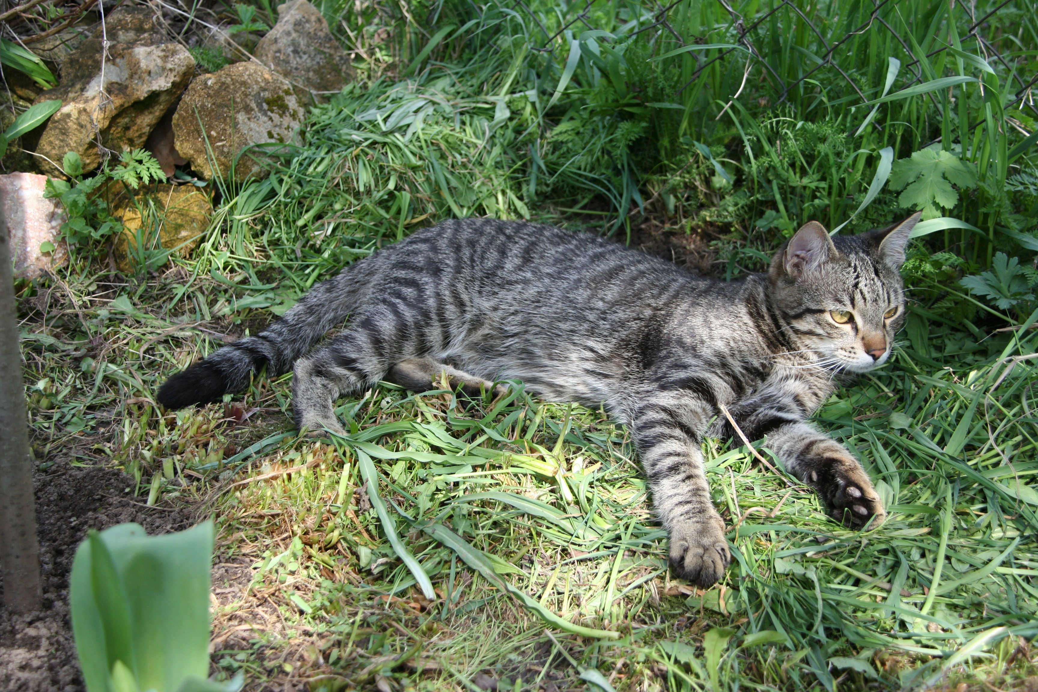 Tabby cat lying in green grass HD Wallpaper