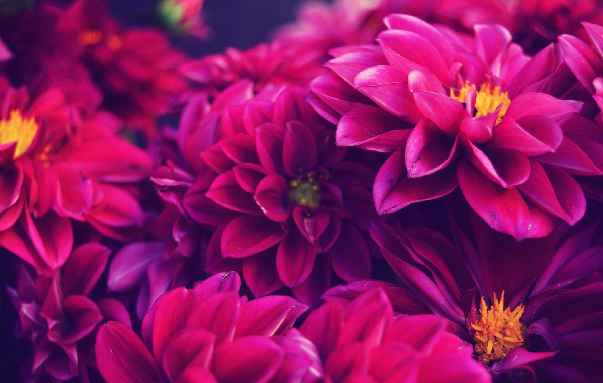 Close-up of vibrant pink dahlias HD Wallpaper