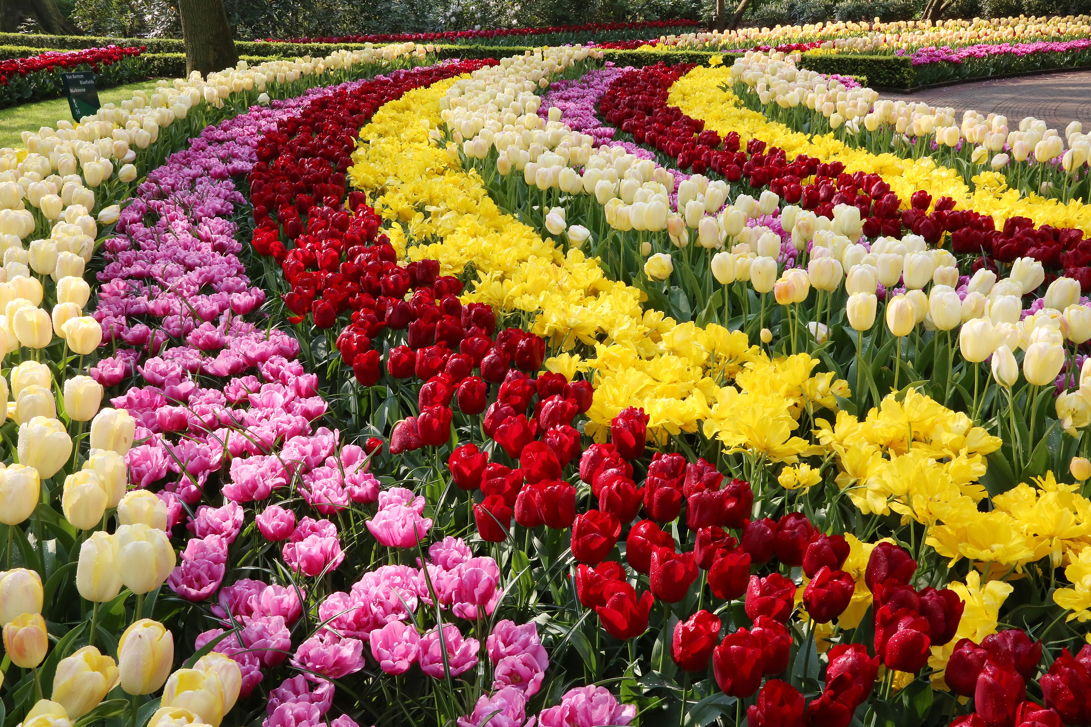 Curving rows of colorful tulips at Keukenhof Gardens HD Wallpaper