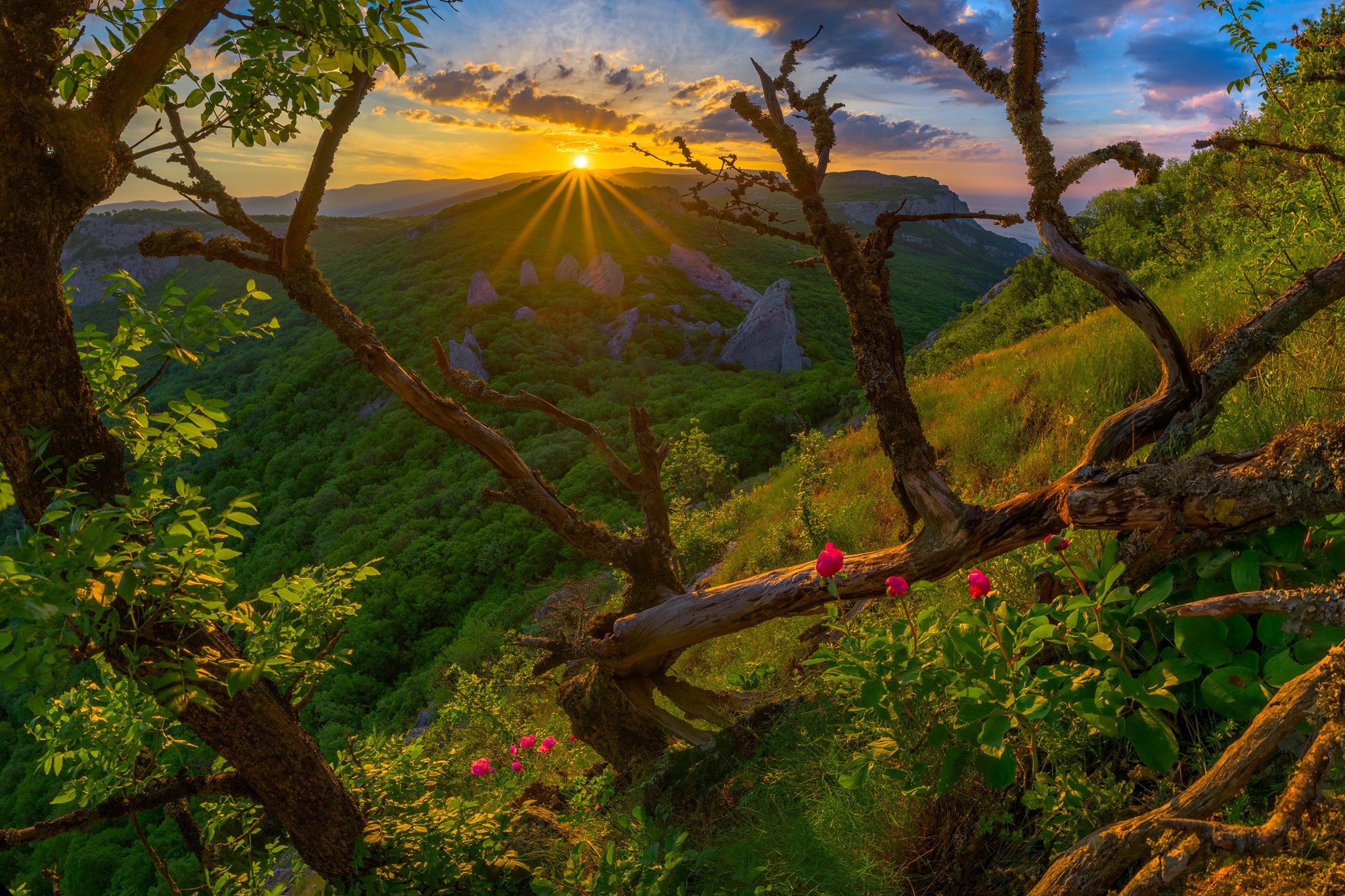 Sunset over a green valley with rocky outcrops and gnarled branches HD Wallpaper