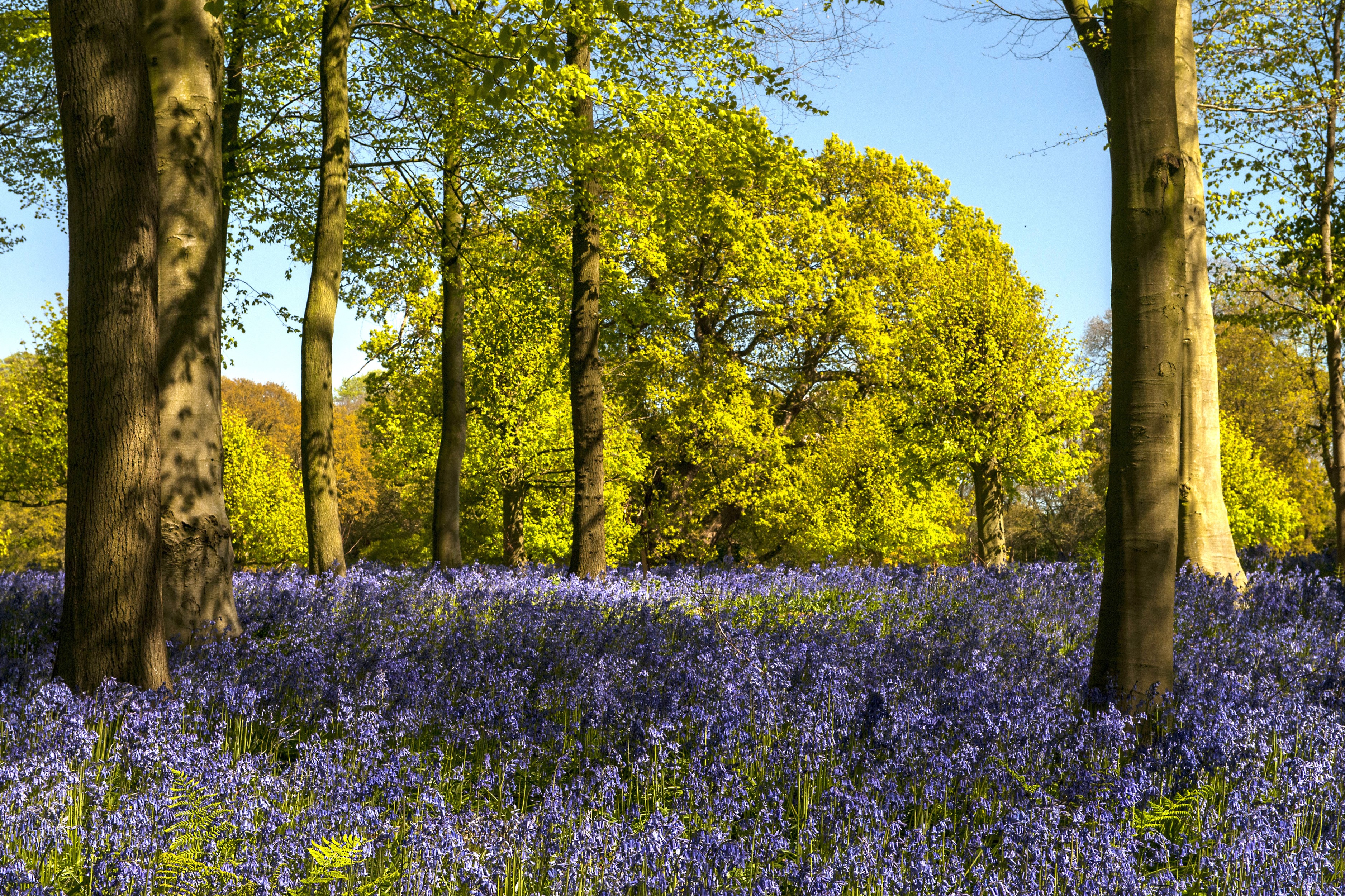 Bluebells and trees in Whitmore, United Kingdom HD Wallpaper