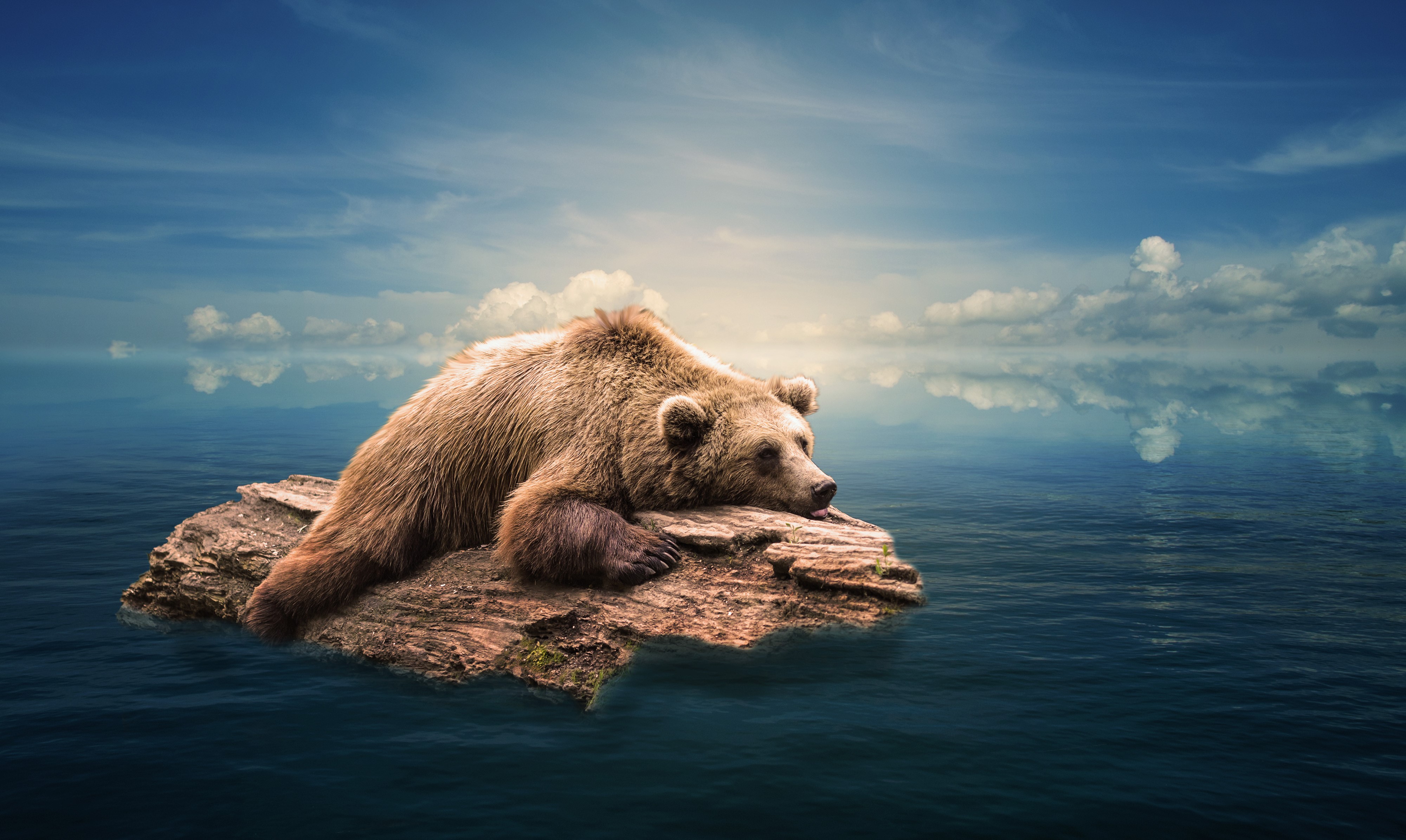 Brown Bear Resting on a Log in the Water HD Wallpaper