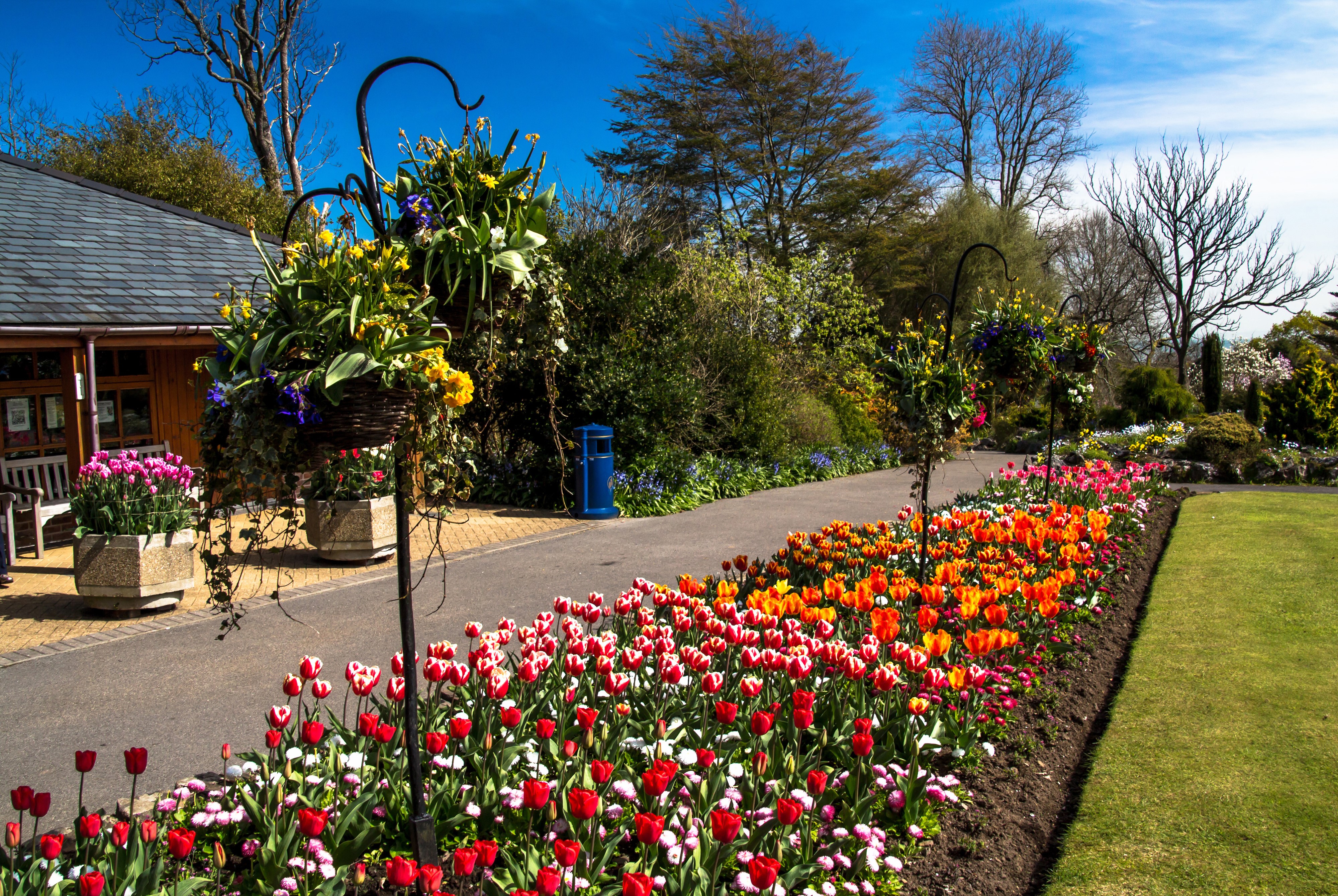 4K Swansea Botanic Gardens Tulips in Bloom HD Wallpaper
