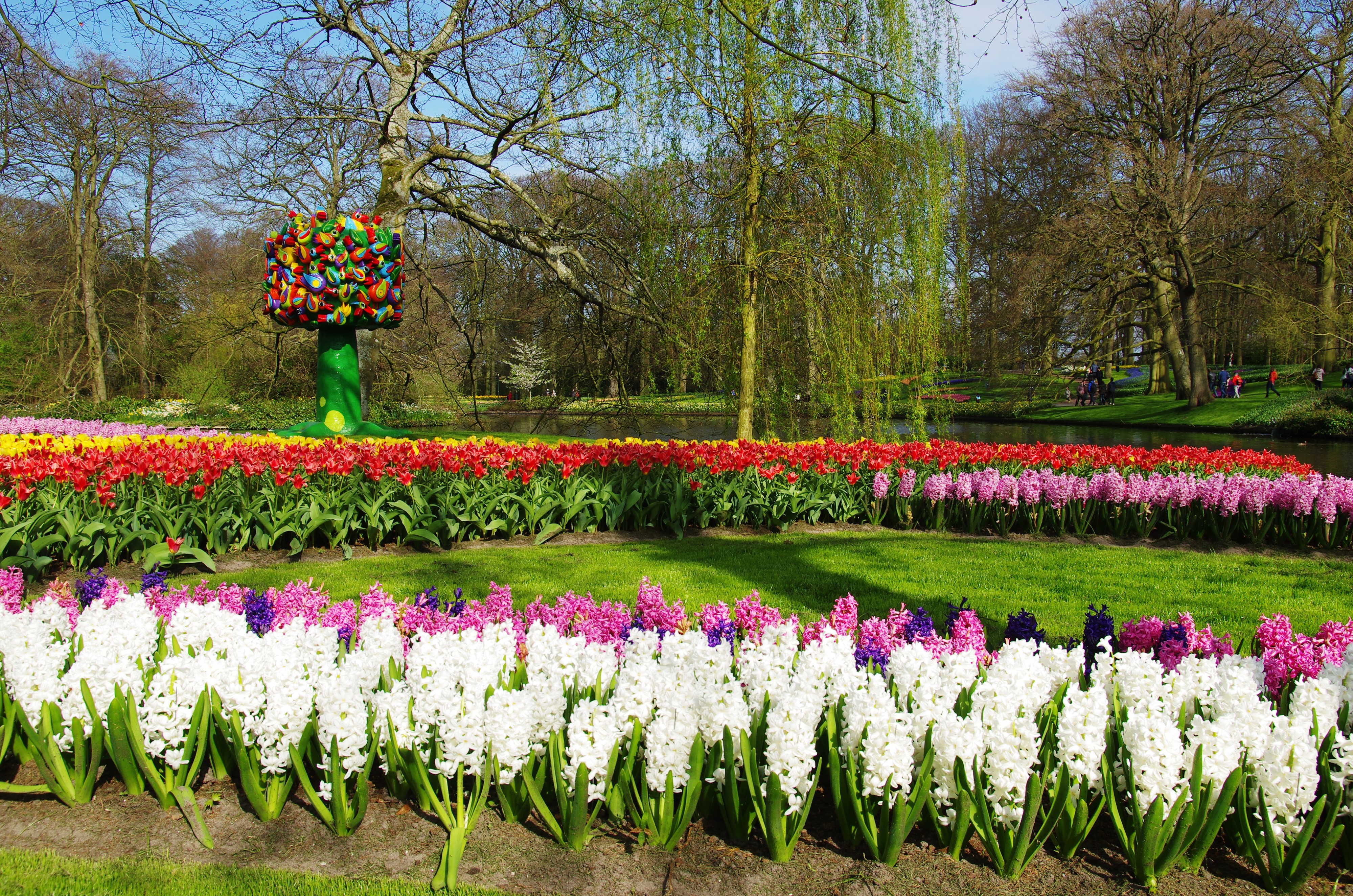 Keukenhof Gardens with Hyacinths and Tulips, Netherlands HD Wallpaper