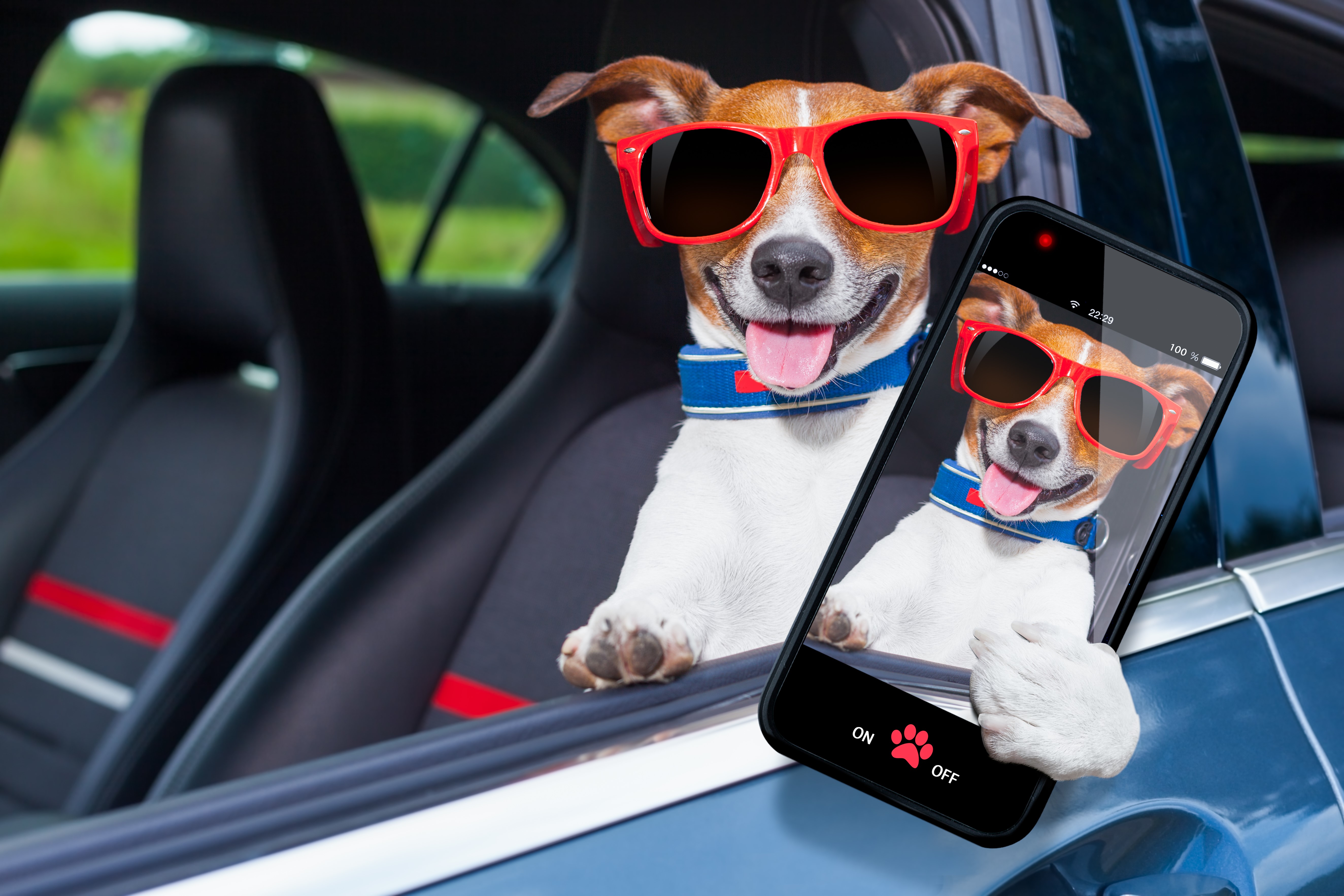 Jack Russell Terrier Dog Wearing Sunglasses Takes a Selfie HD Wallpaper