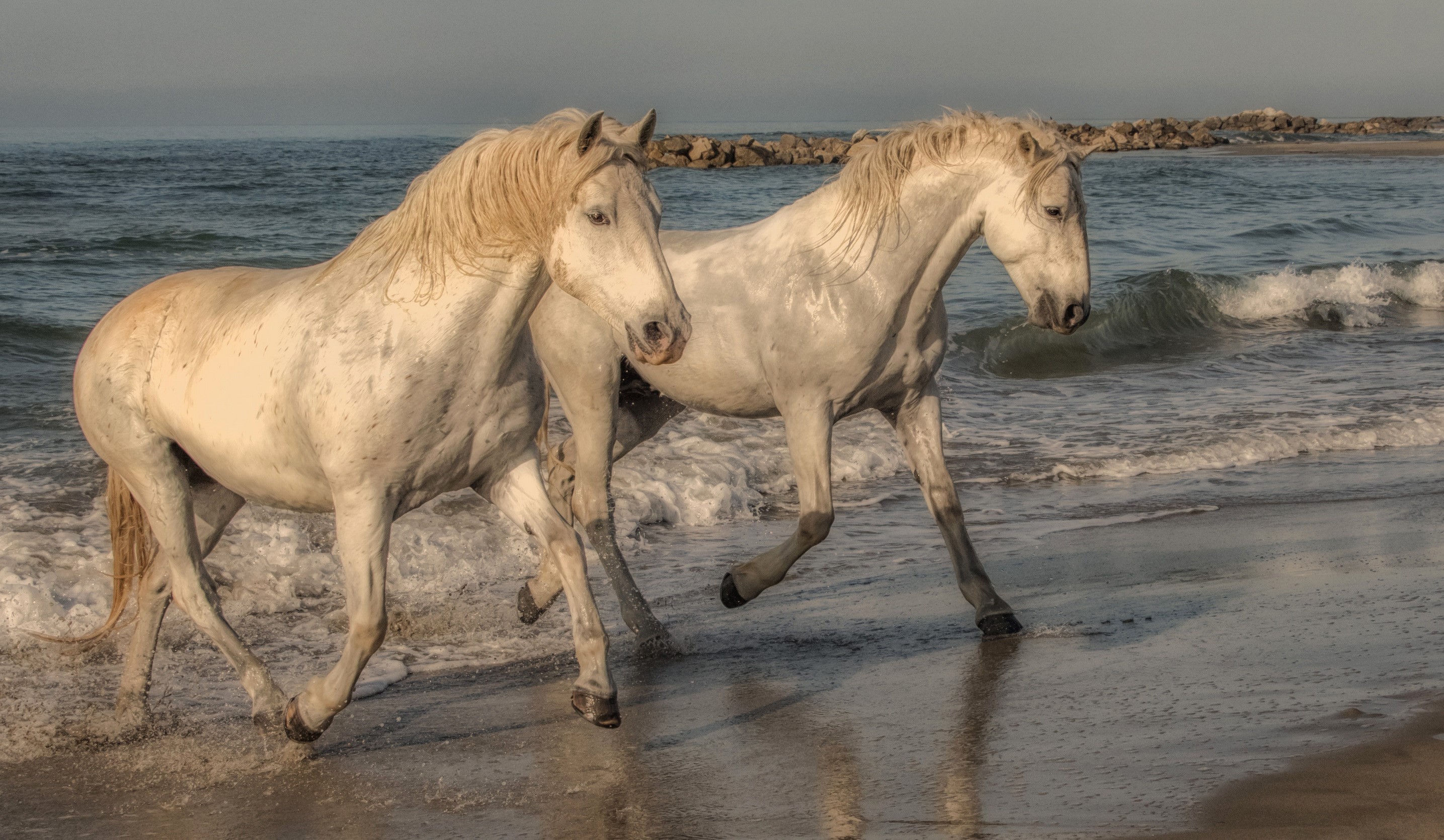 Two white horses running on a beach HD Wallpaper