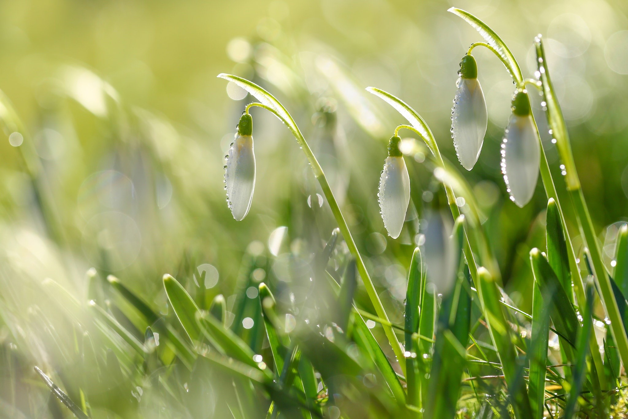 Snowdrops with water drops in sunlight HD Wallpaper