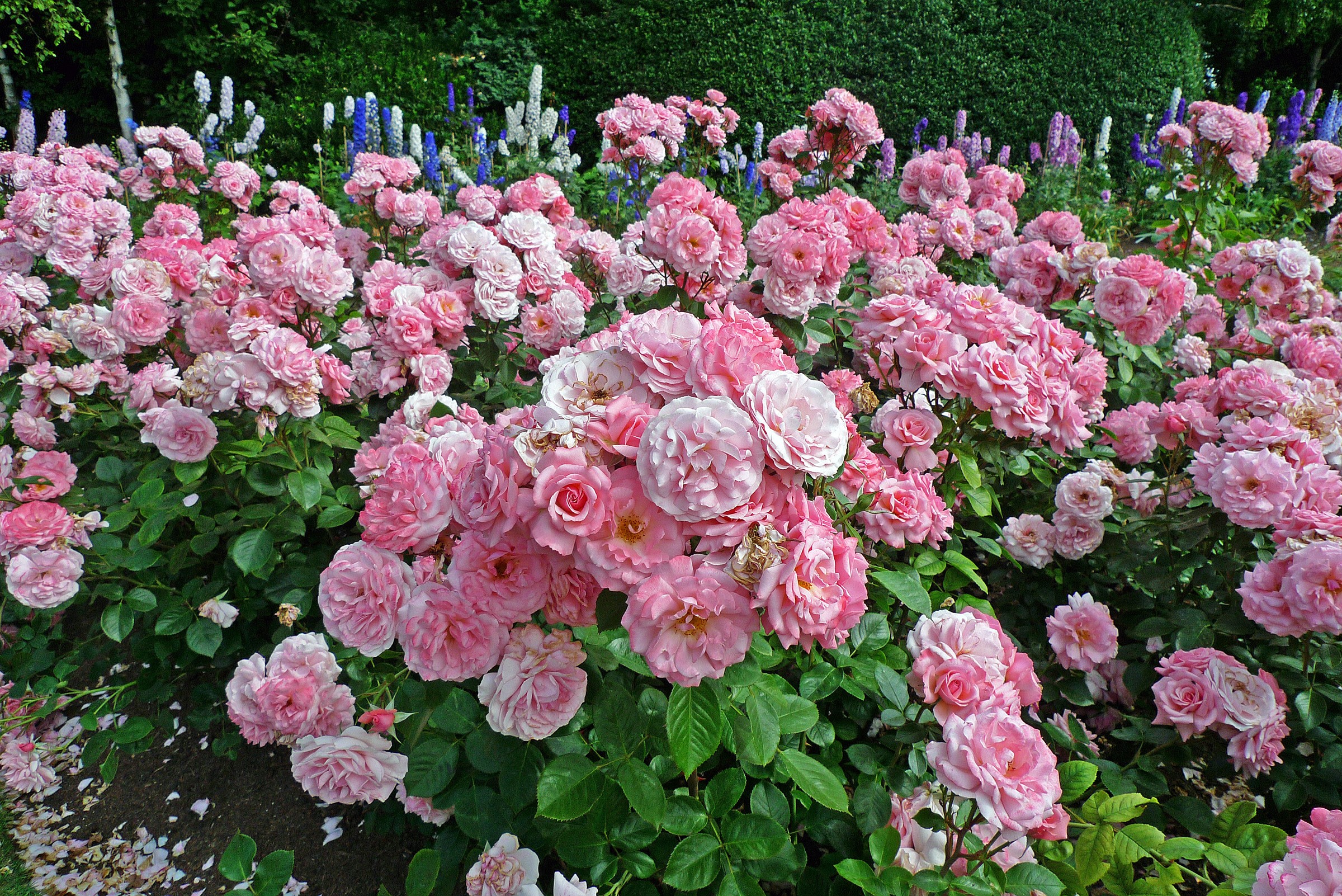 Pink roses in Regents Park Queens Garden, London HD Wallpaper