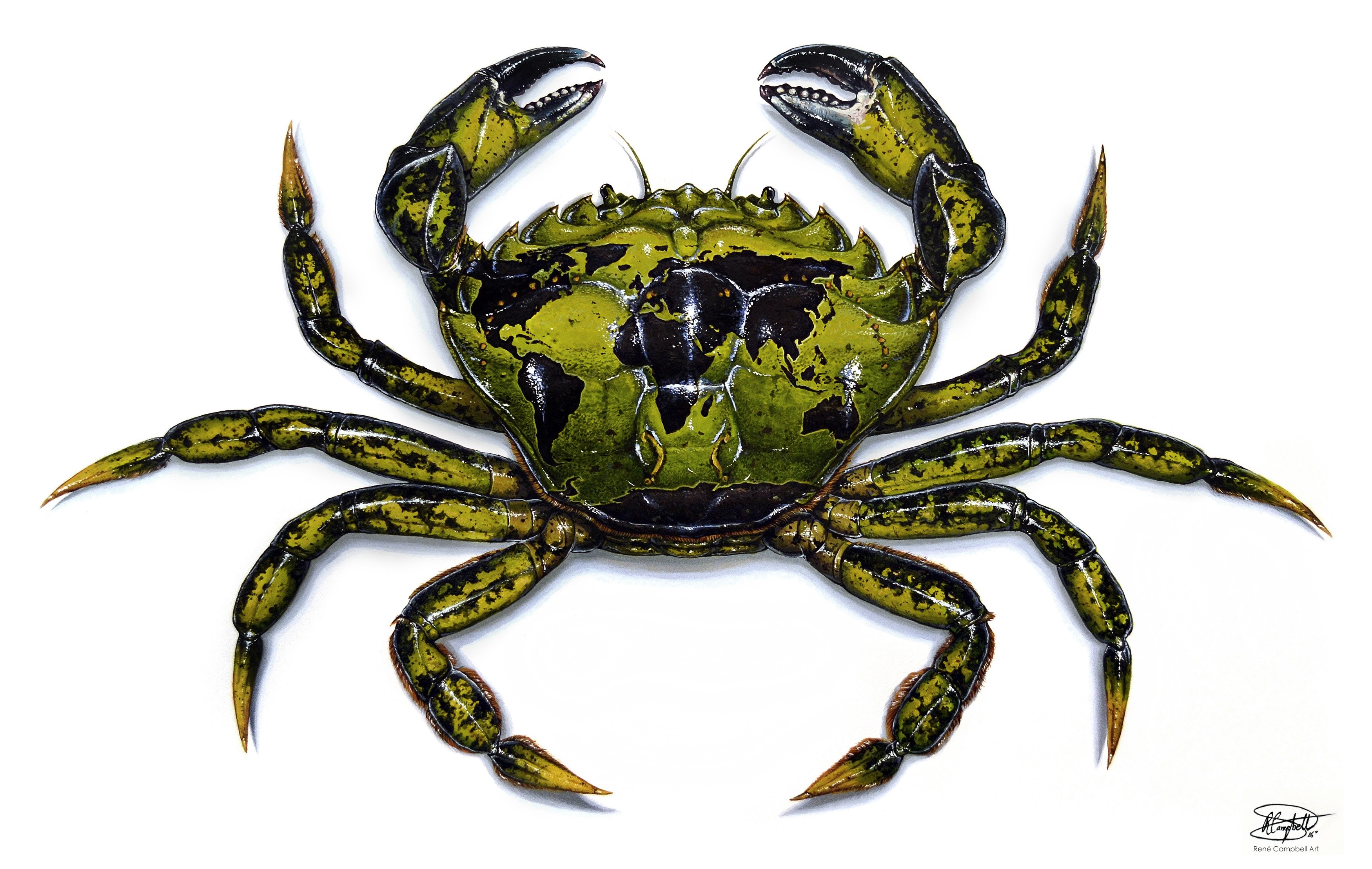Crab with world map pattern on shell HD Wallpaper