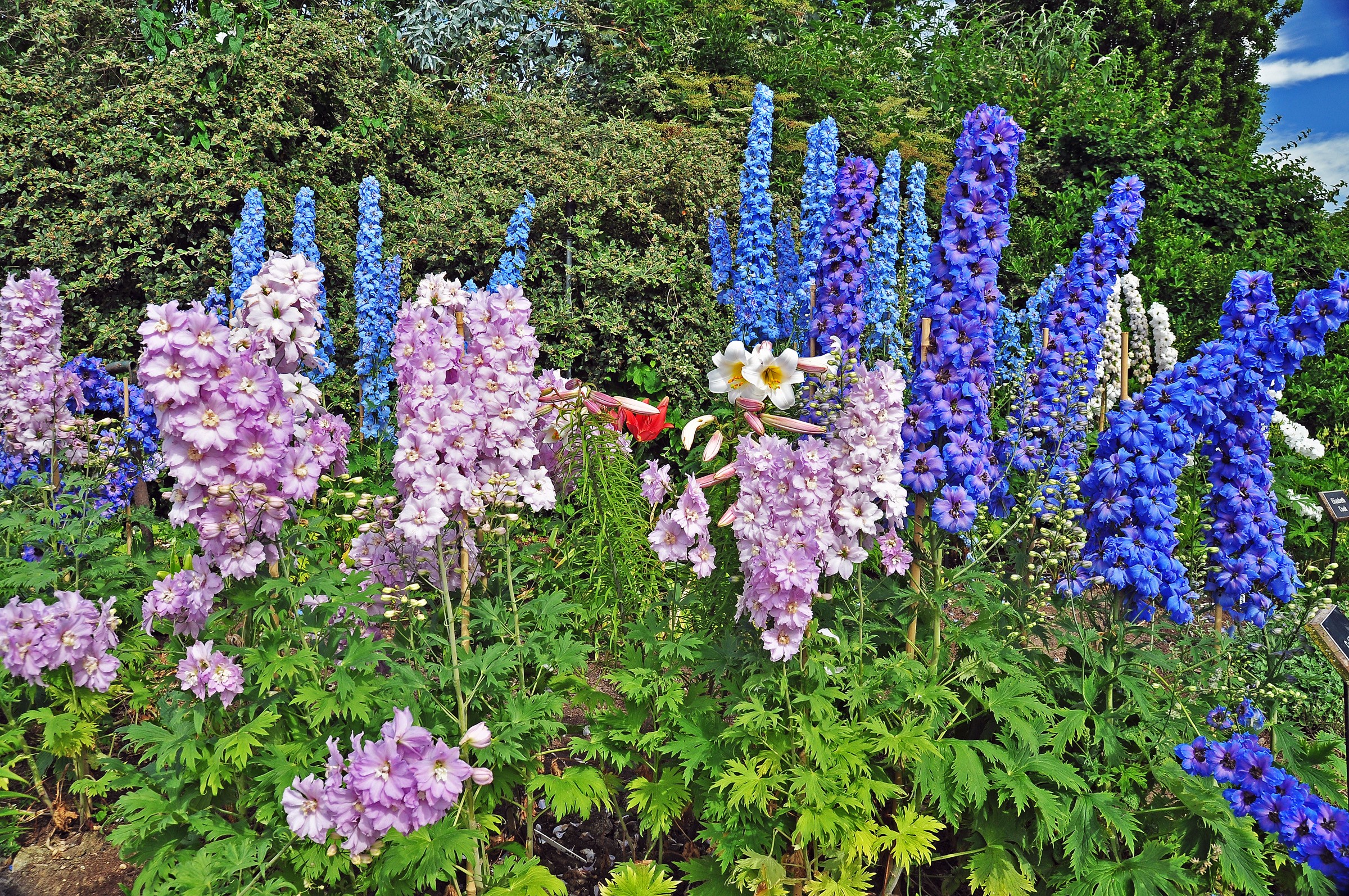 Delphiniums in Regents Park Queens Garden, London HD Wallpaper