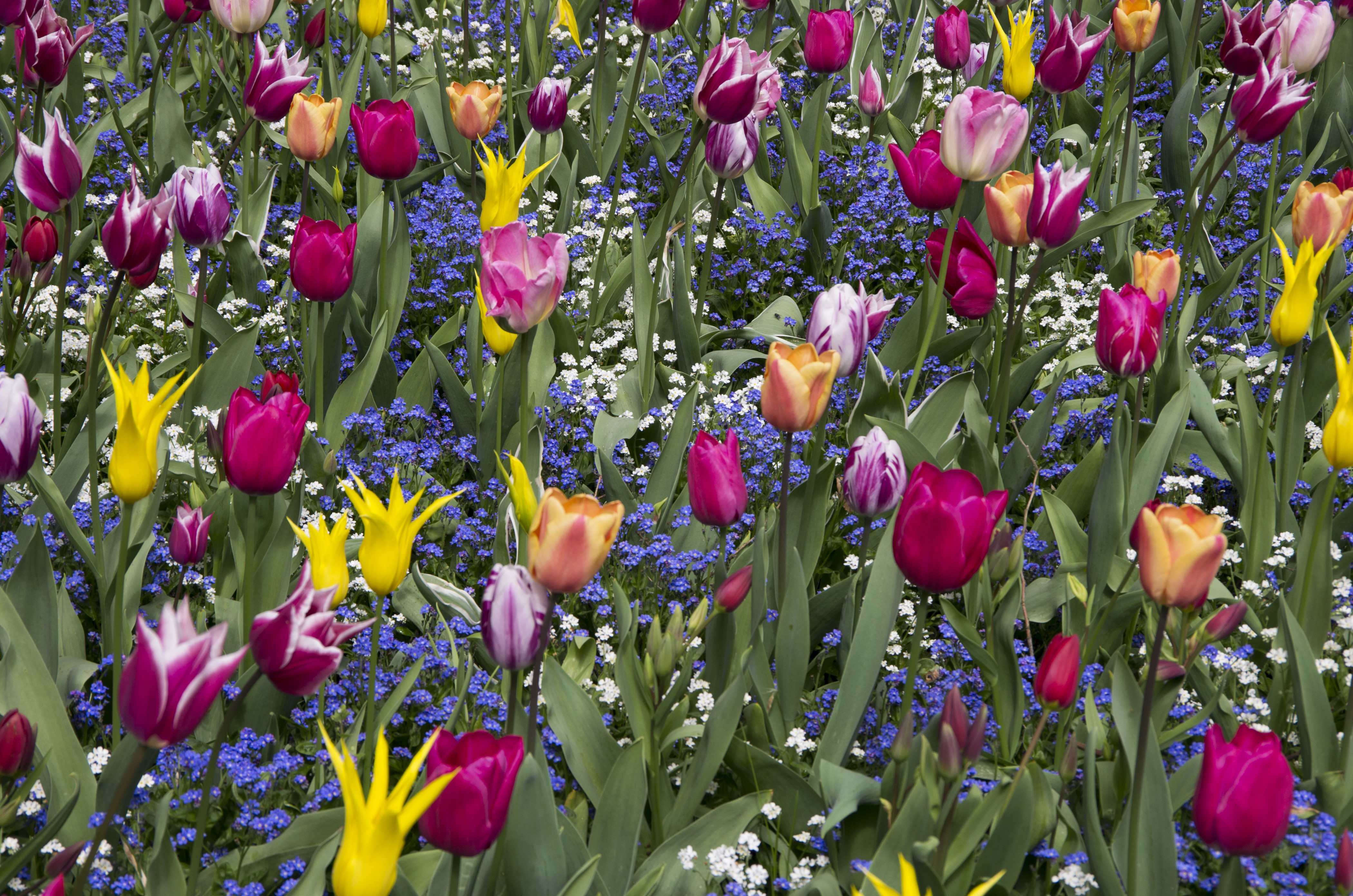 4K Tulips and Myosotis Flowers HD Wallpaper
