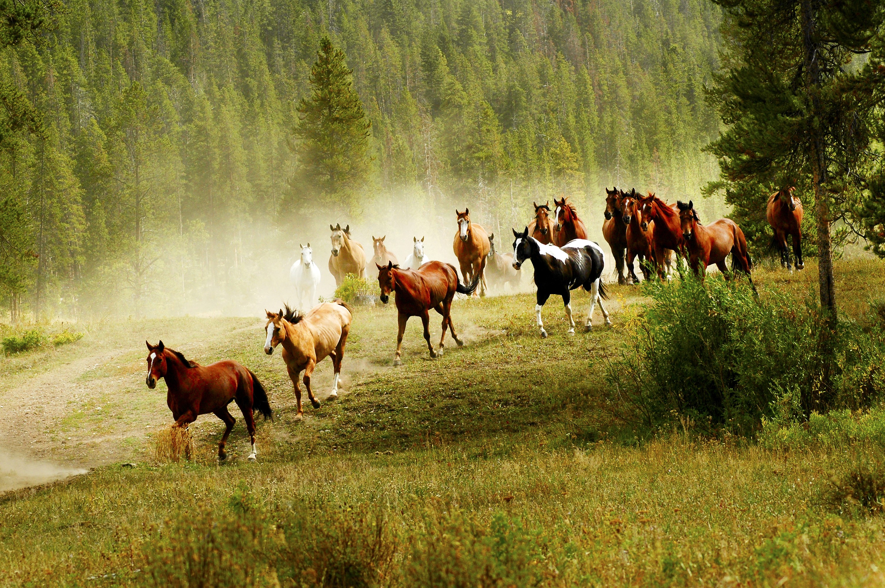 Herd of horses running through a grassy, wooded area HD Wallpaper