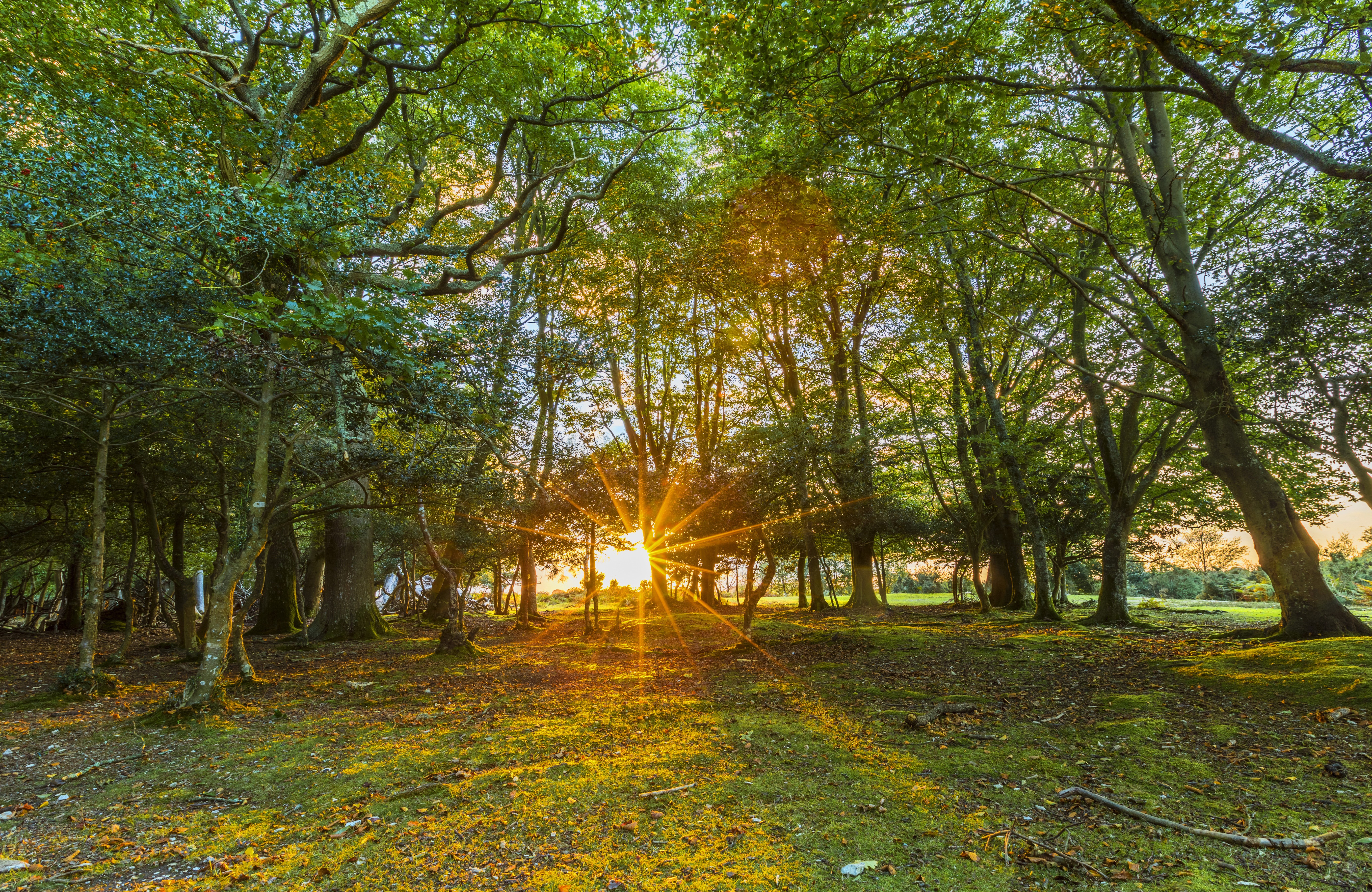 Sun Rays Through Trees in Fritham, England HD Wallpaper