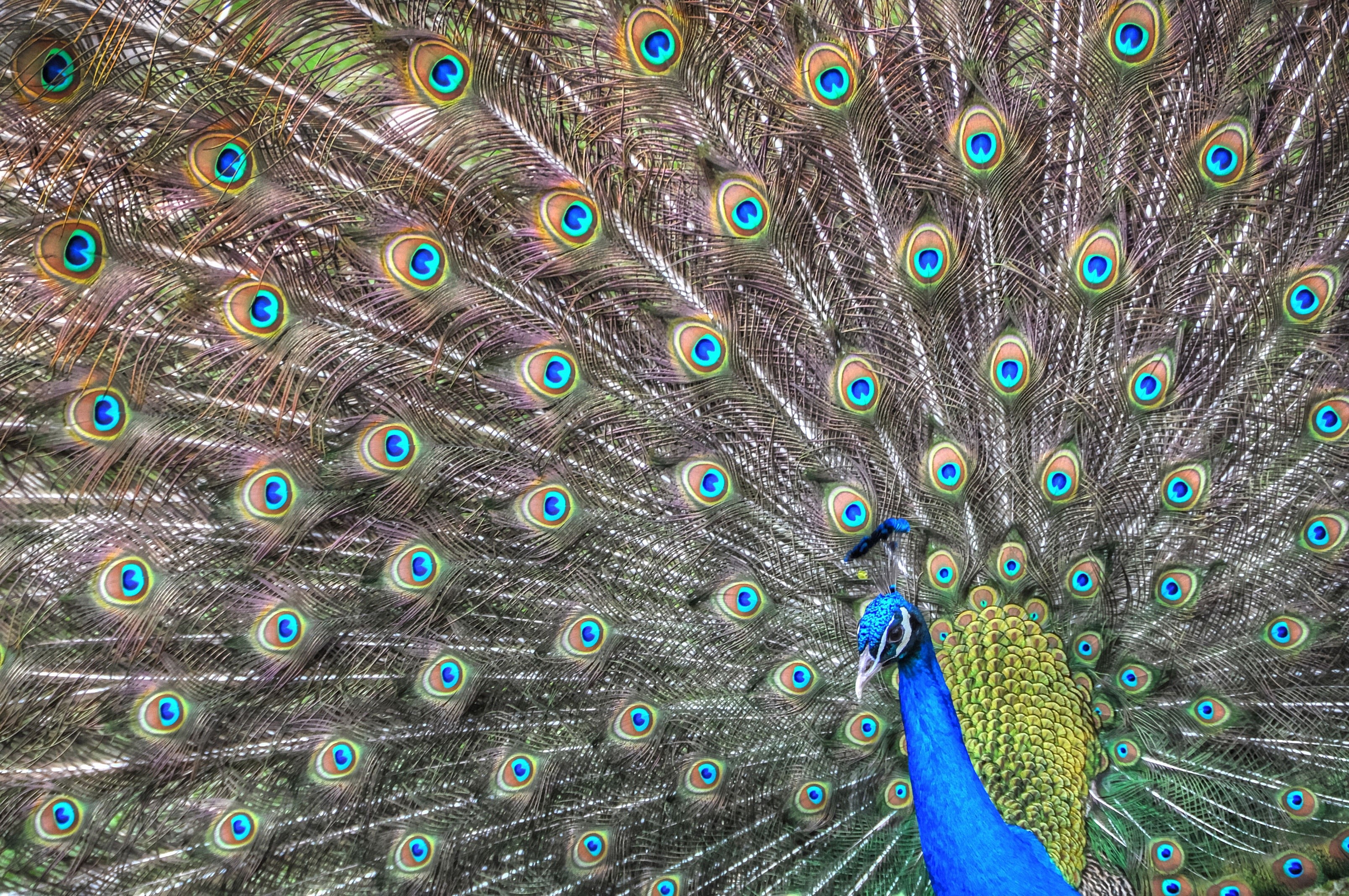 Peacock displaying its fanned tail feathers HD Wallpaper
