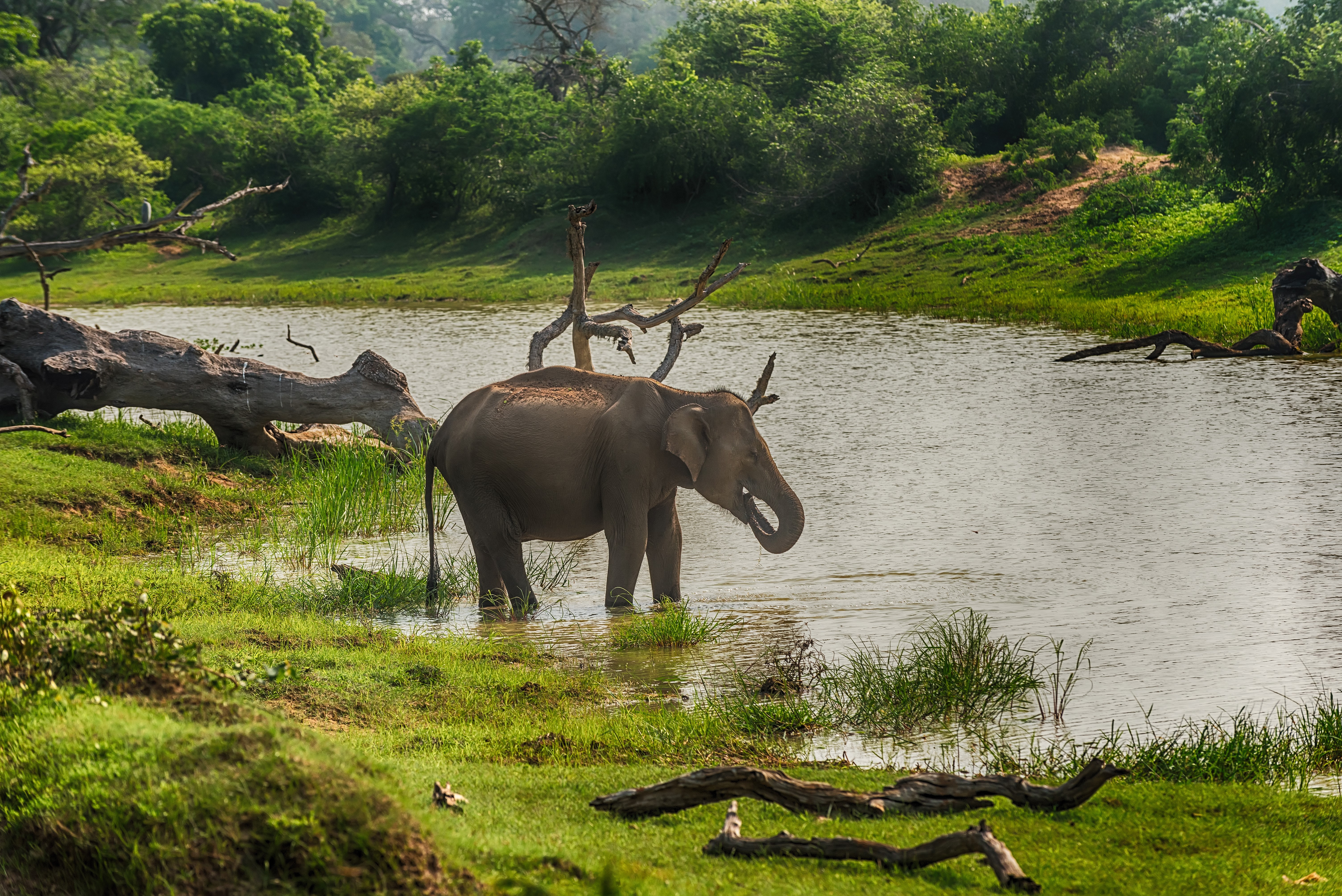 Elephant drinking water in Yala National Park, Sri Lanka HD Wallpaper