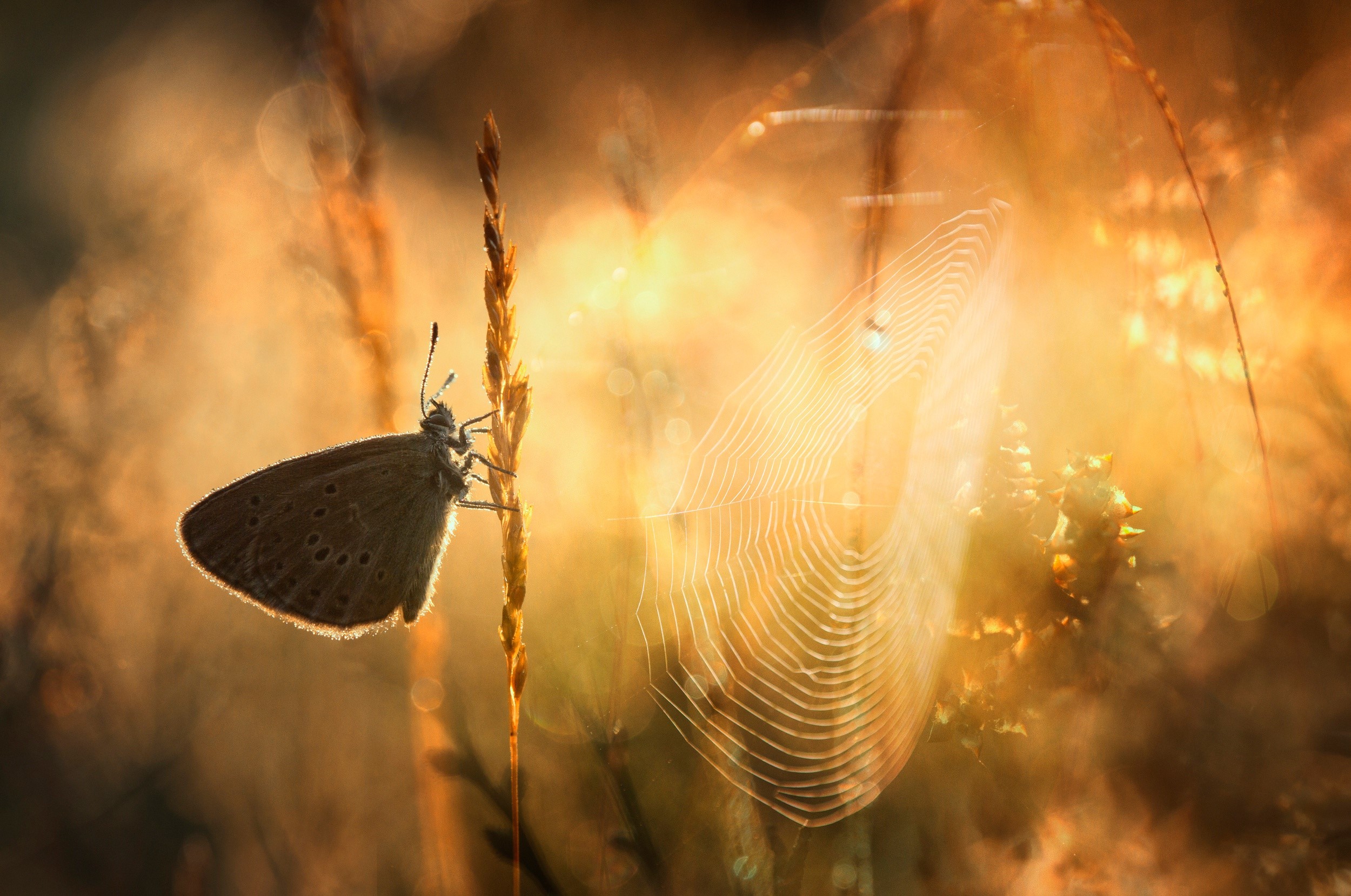 Butterfly on grass near spider web at sunrise HD Wallpaper
