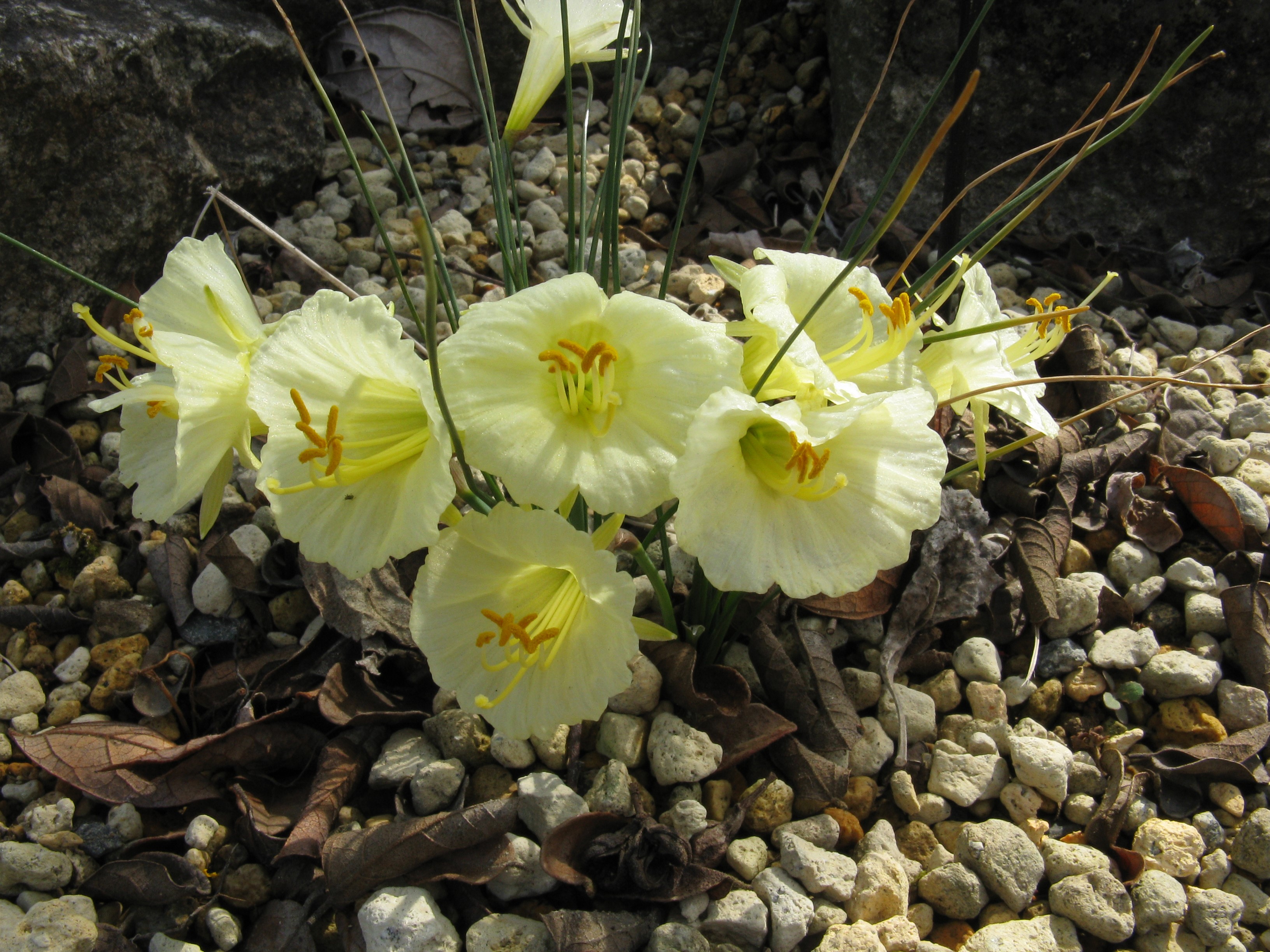 Narcissus romieuxii daffodils growing among stones HD Wallpaper