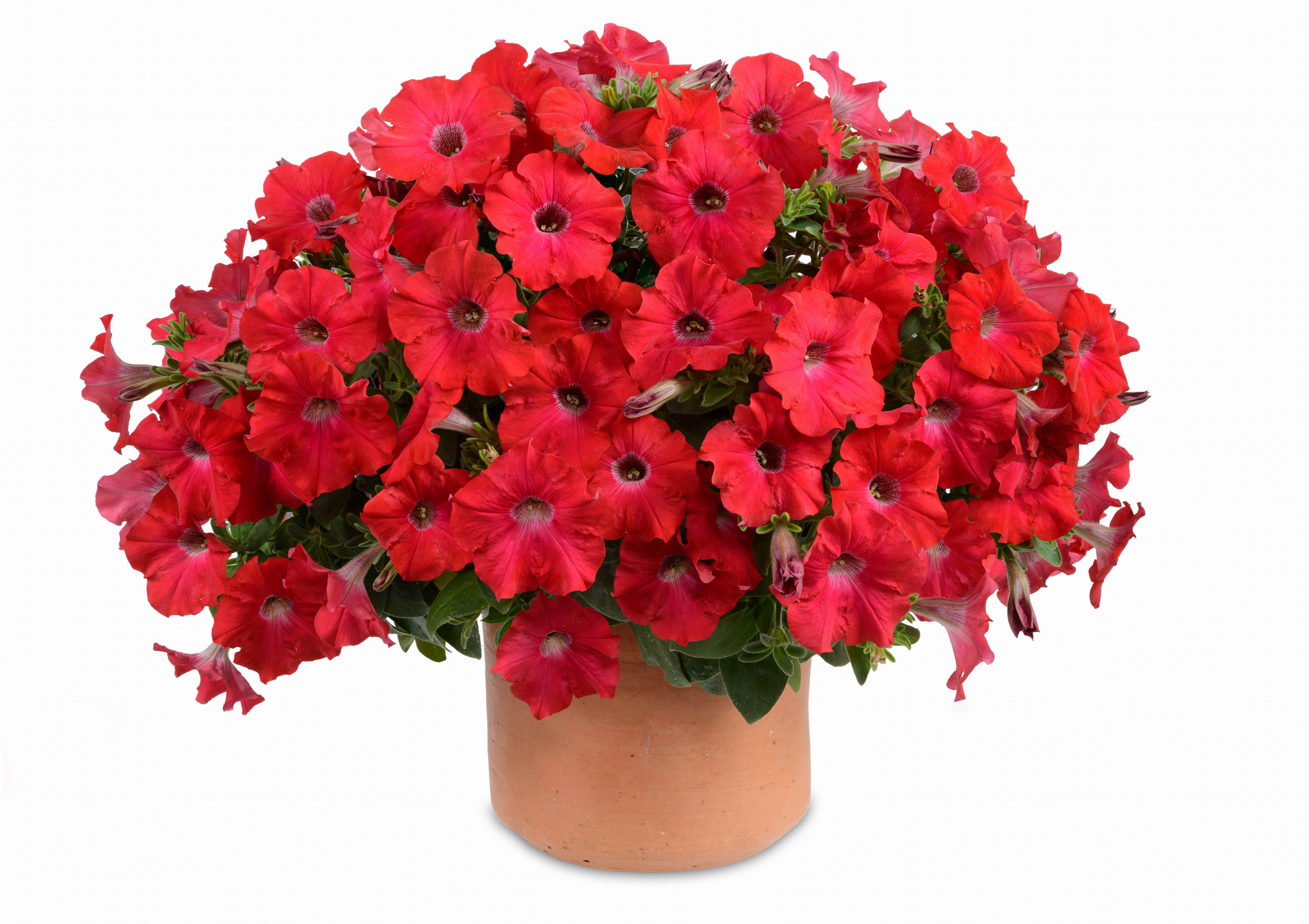 Red Petunias in a Terracotta Pot HD Wallpaper