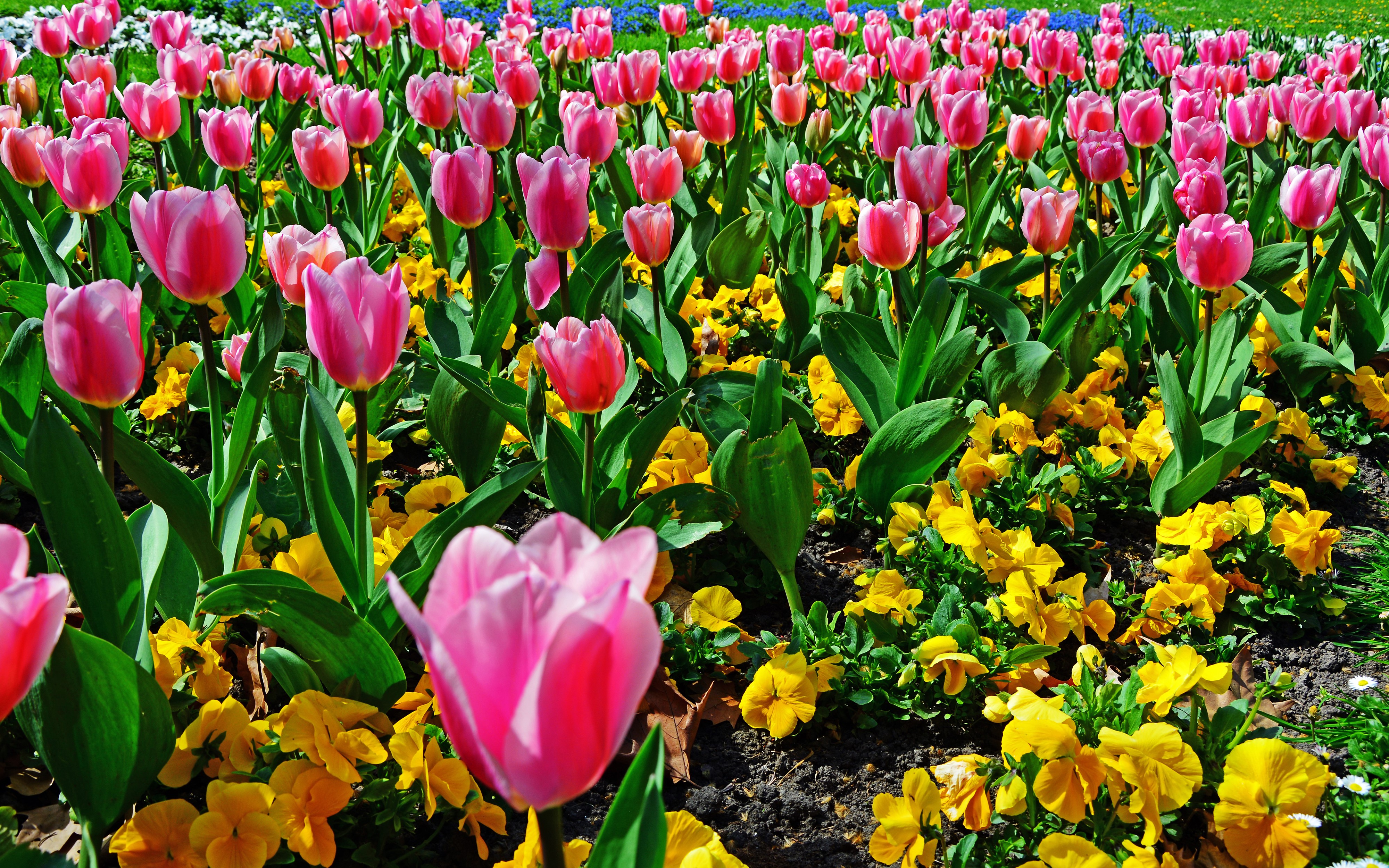 Pink Tulips and Yellow Pansies in a Garden HD Wallpaper