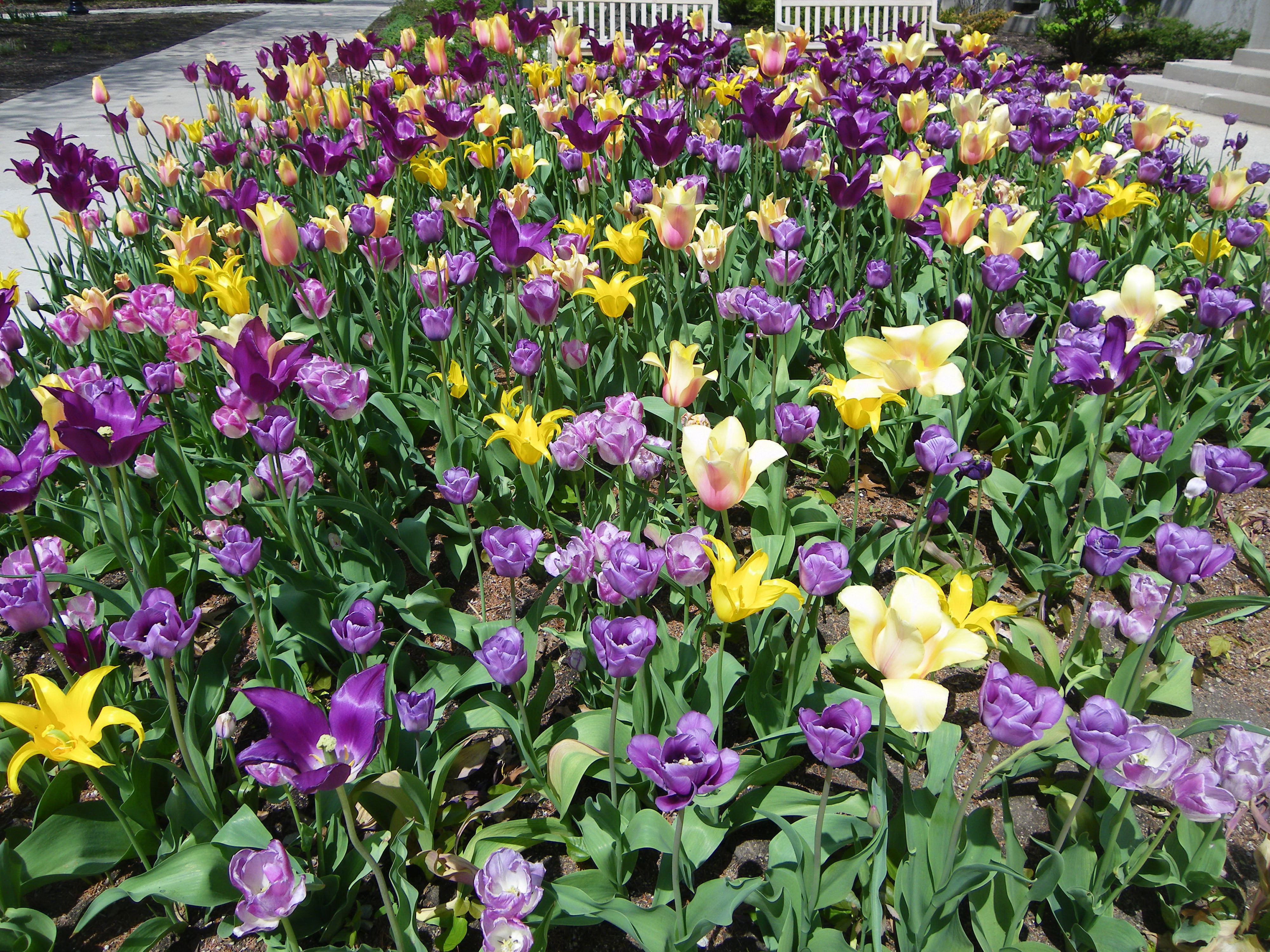 Tulips in a park HD Wallpaper