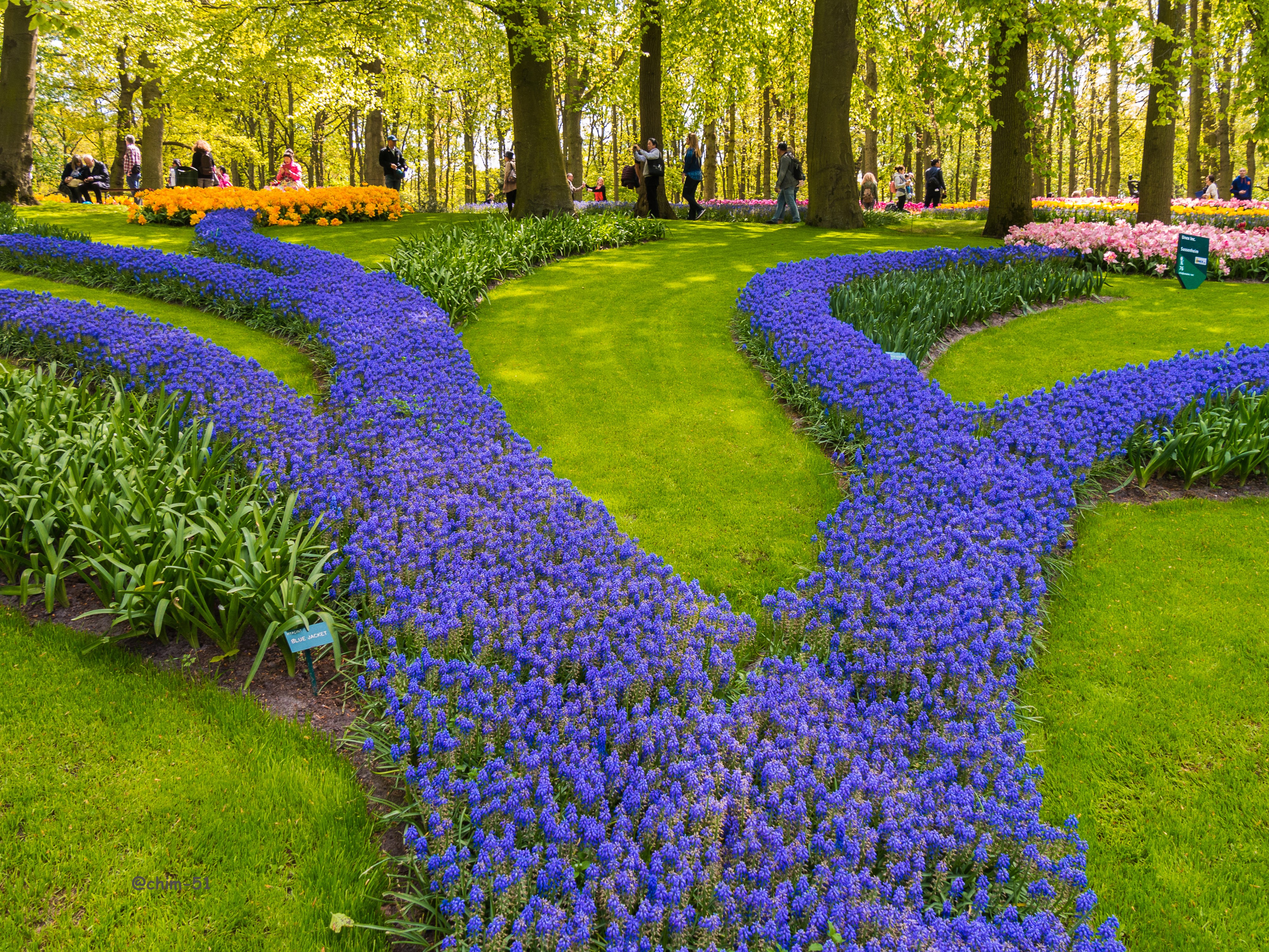 Blue Hyacinths and Tulips in Keukenhof Gardens, Netherlands HD Wallpaper