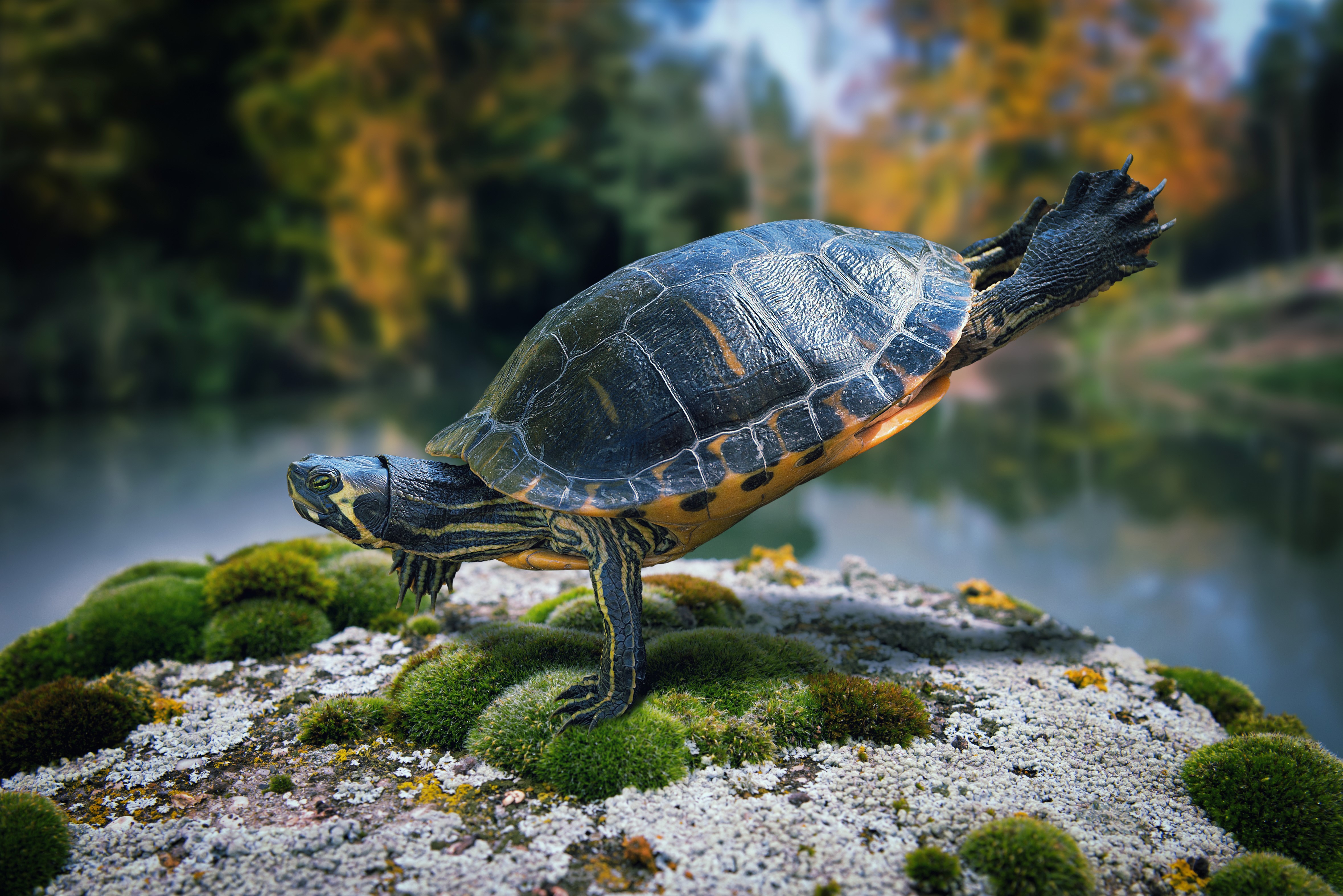 Turtle doing gymnastics on a mossy rock HD Wallpaper