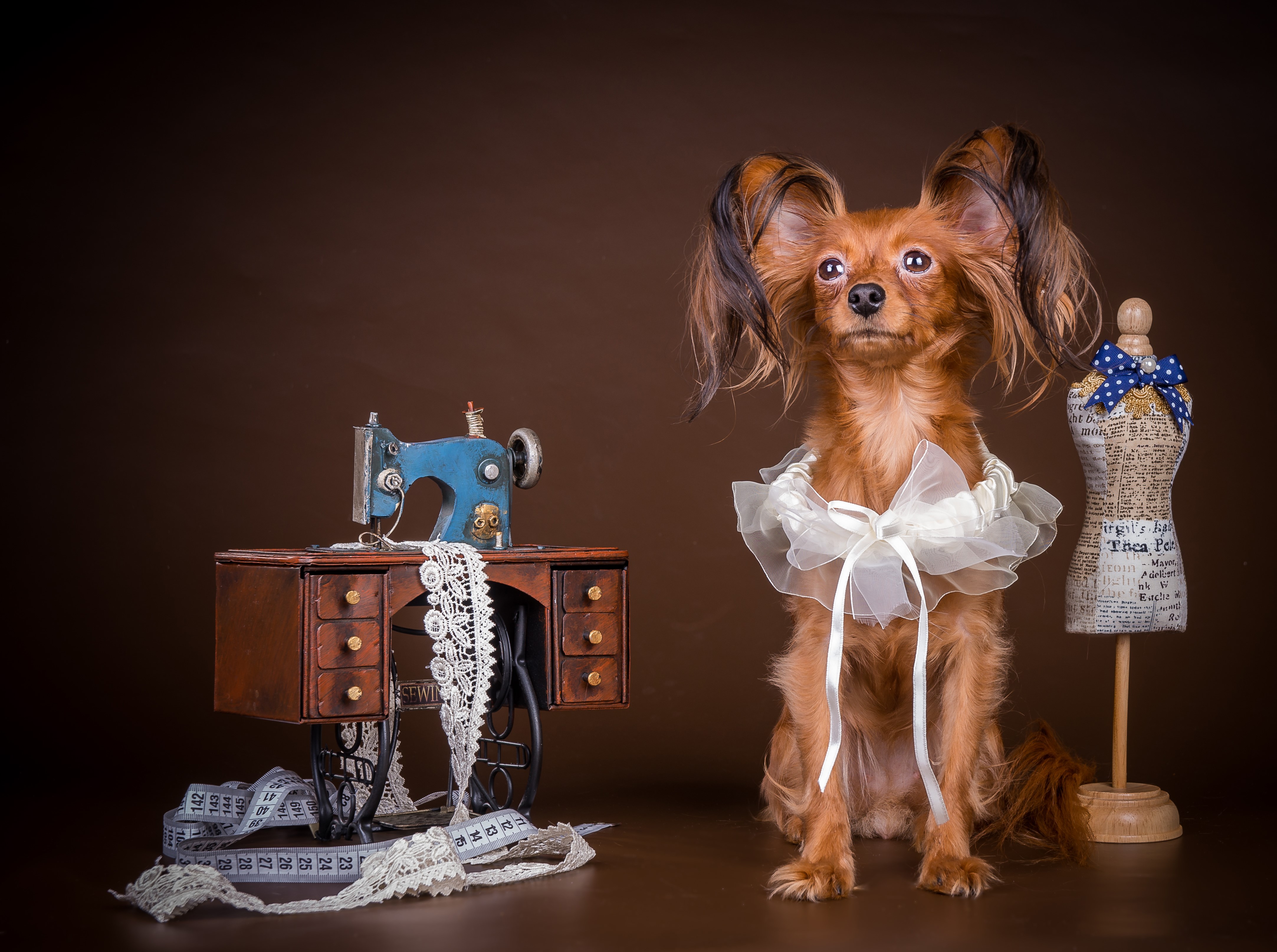 Russkiy Toy dog with sewing machine and mannequin HD Wallpaper
