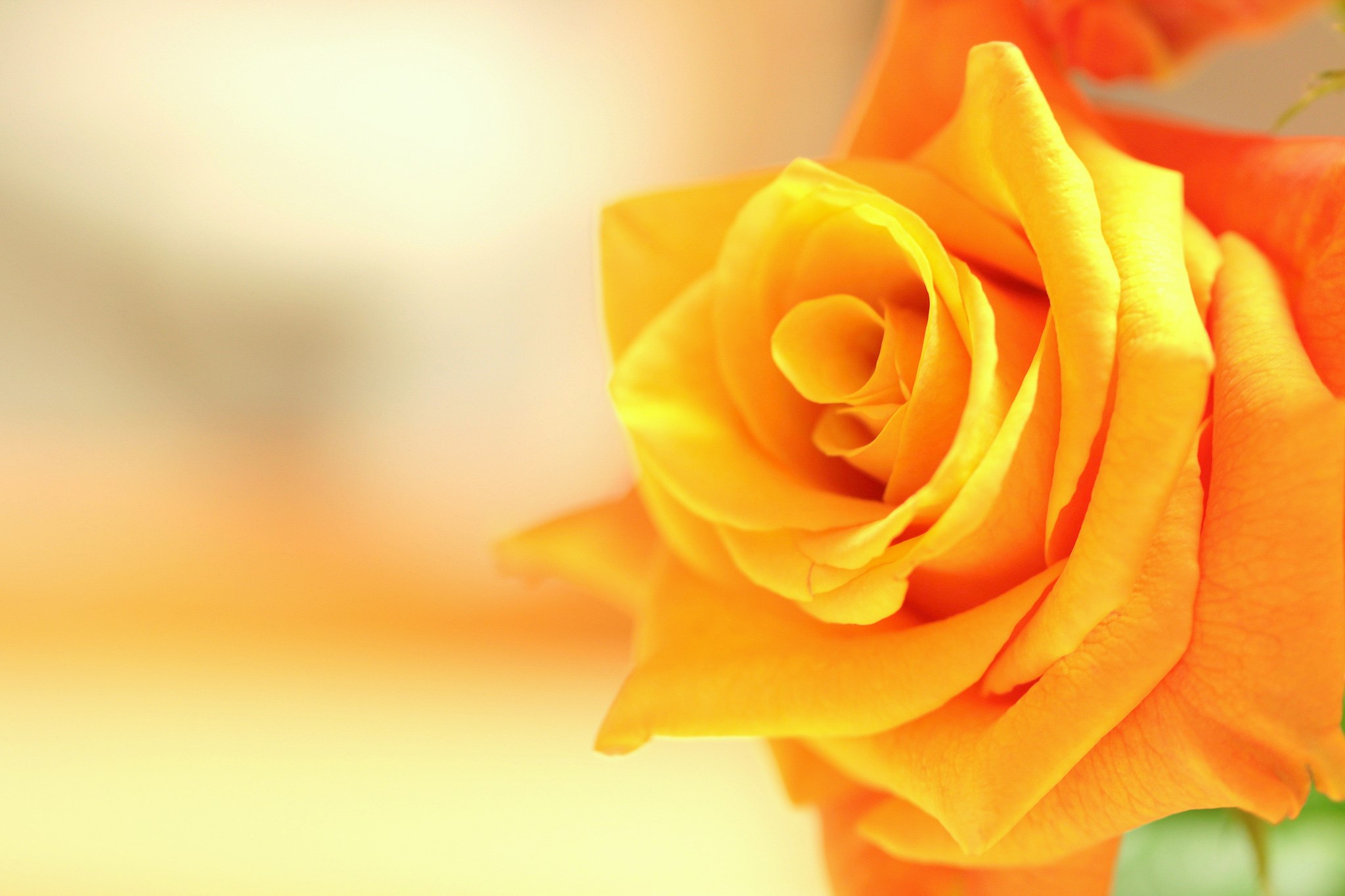 Close-up of a vibrant orange rose HD Wallpaper