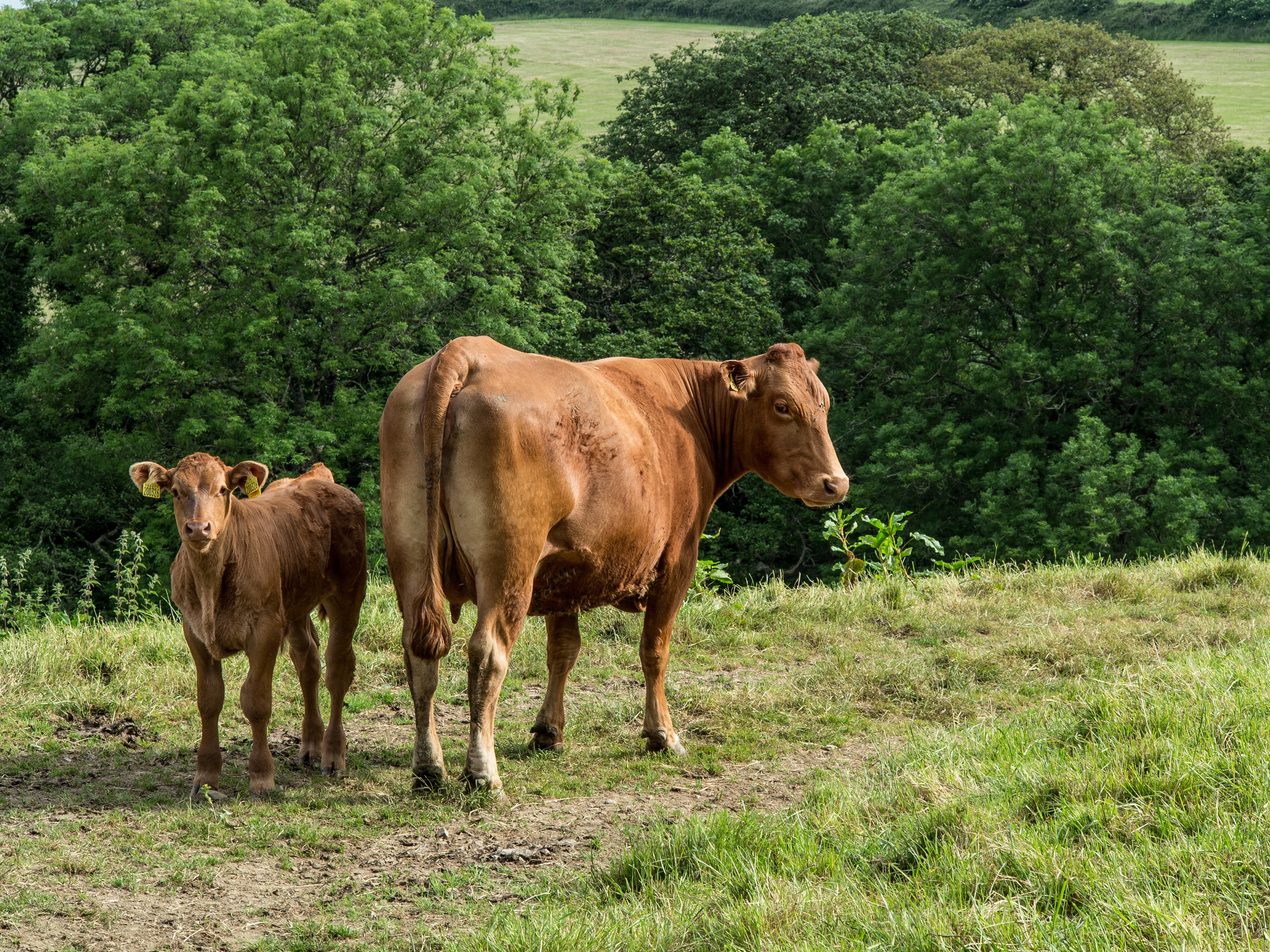 Two Cows in a Grassy Field HD Wallpaper