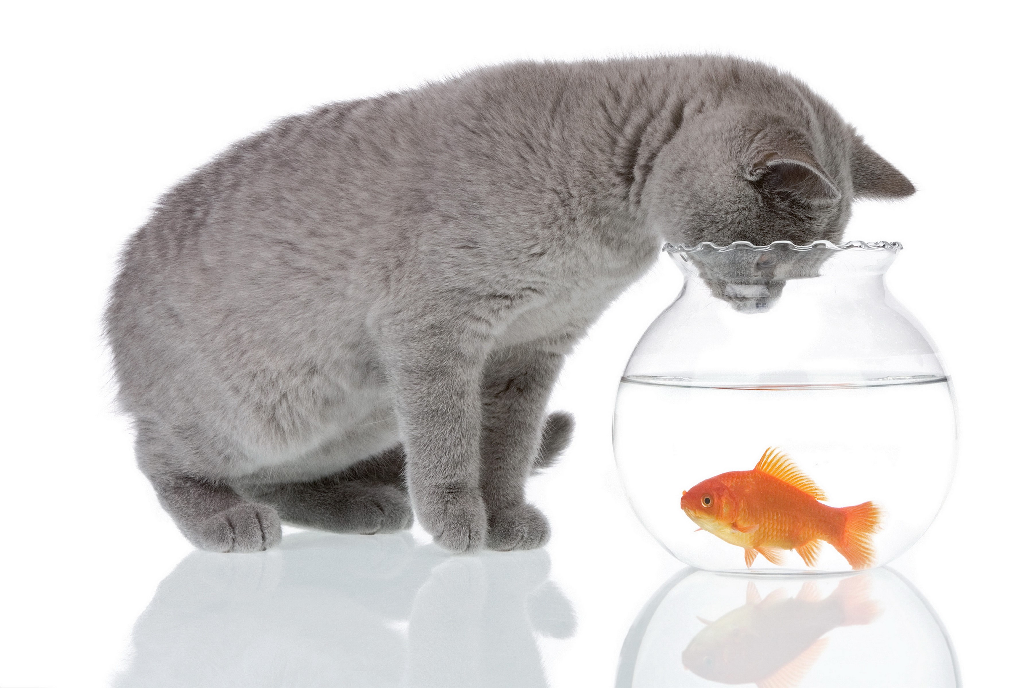 Grey cat looking at goldfish in a bowl HD Wallpaper