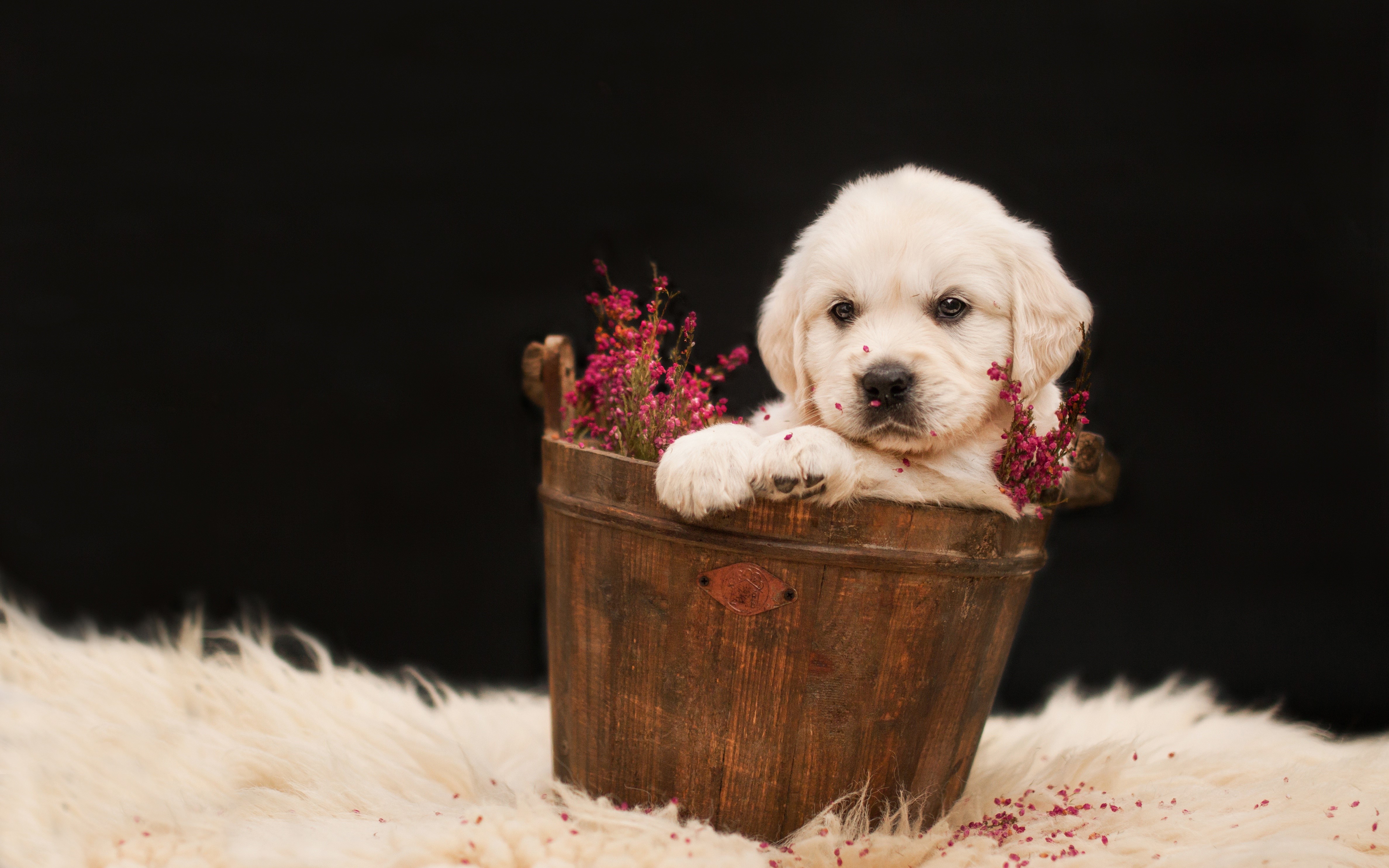 Golden Retriever Puppy in a Wooden Bucket HD Wallpaper