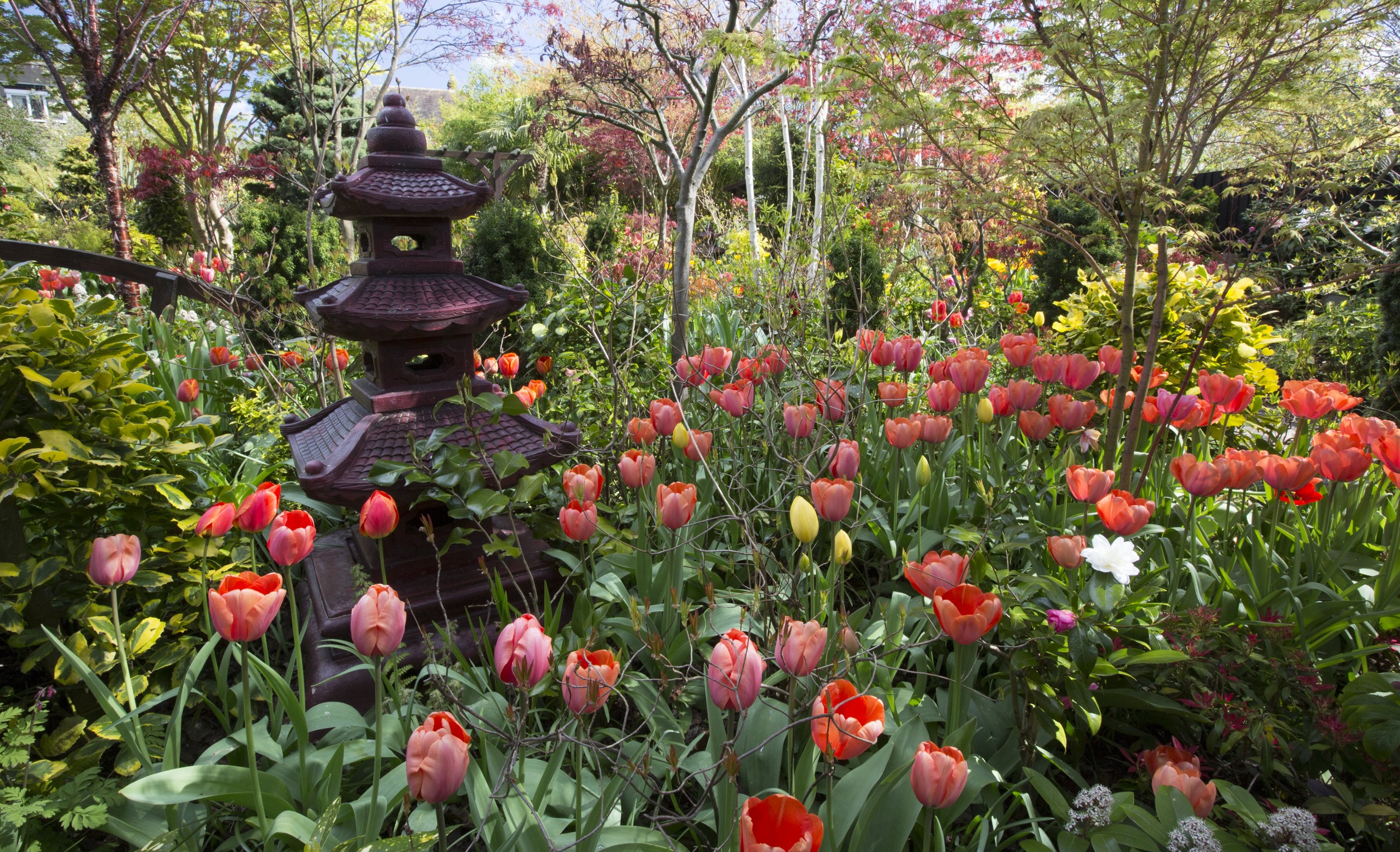Garden with Tulips and Pagoda Lantern in Walsall, England HD Wallpaper