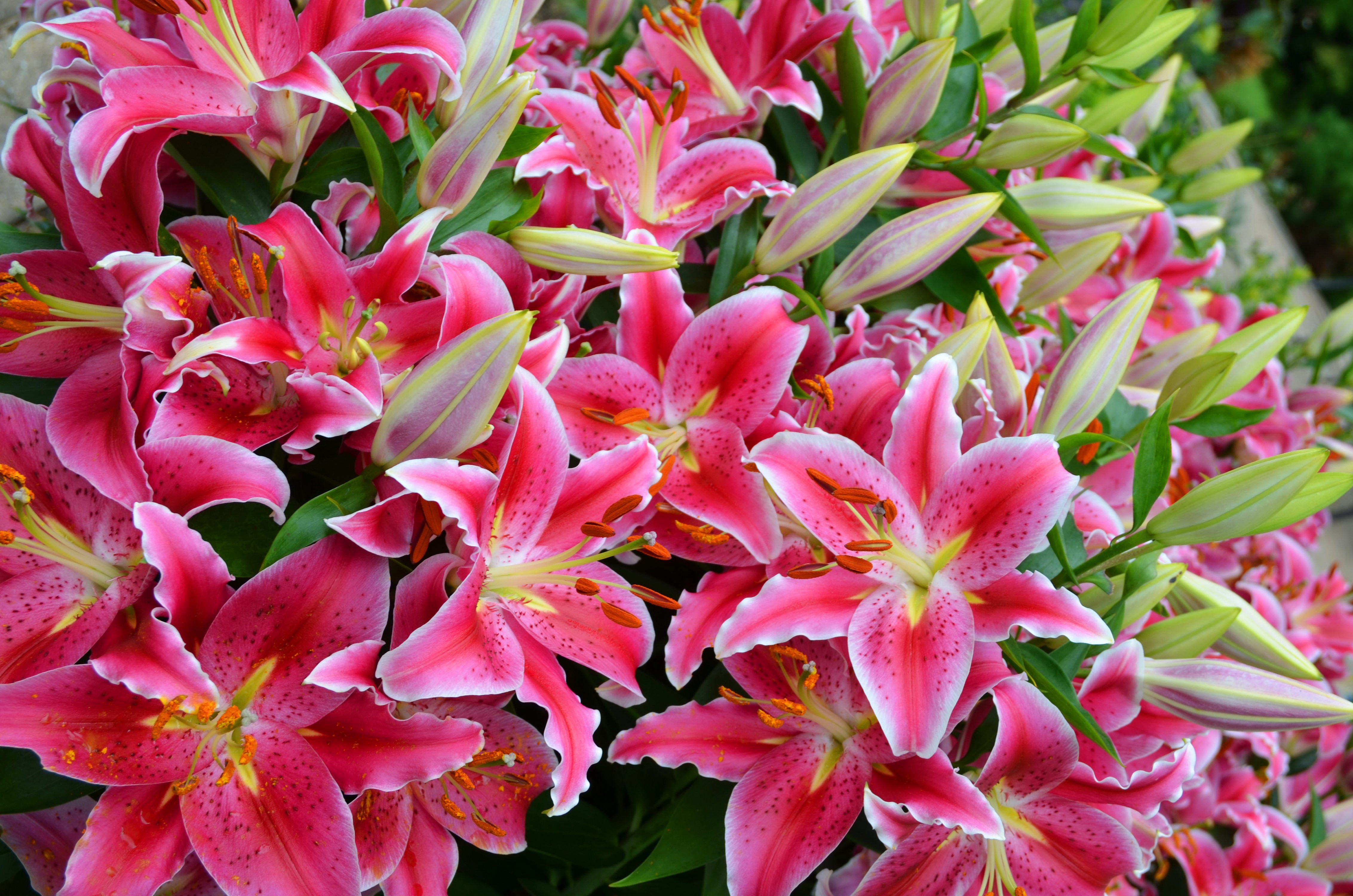 4K Pink Lilies Closeup HD Wallpaper