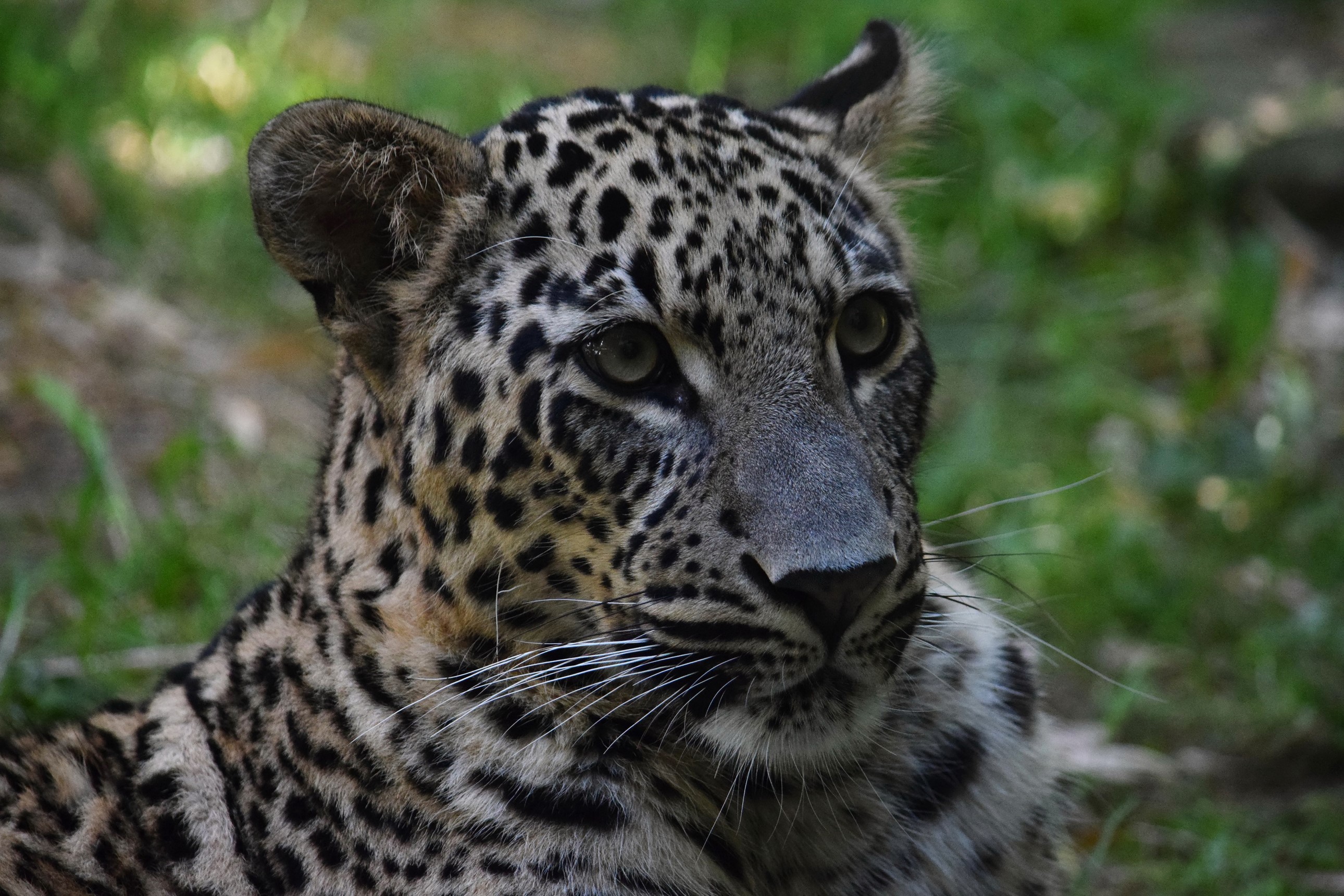 Leopard looking to the side with green foliage background HD Wallpaper