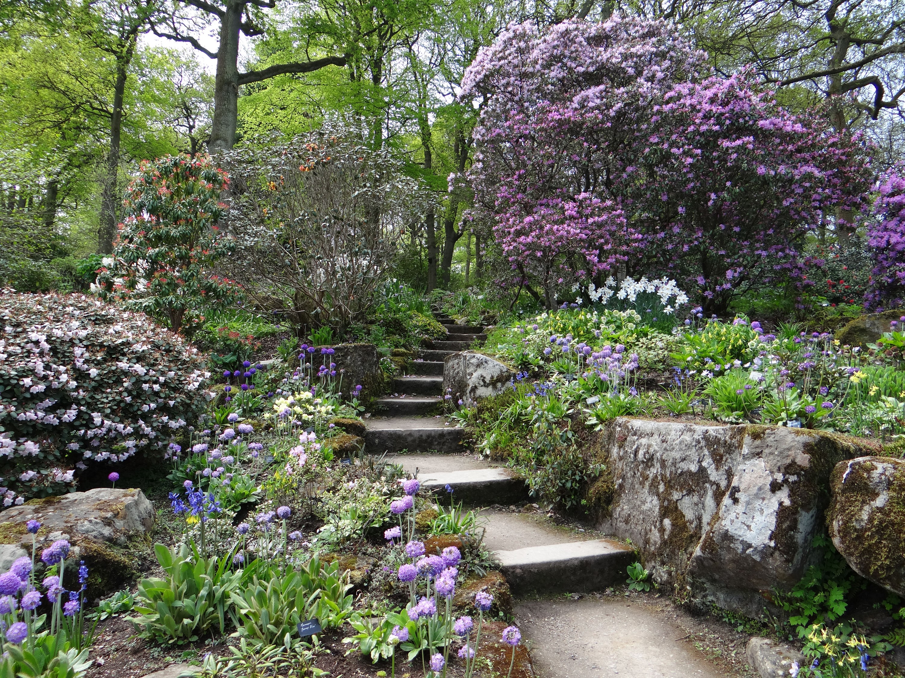 Stone steps in a blooming garden with flowering trees HD Wallpaper