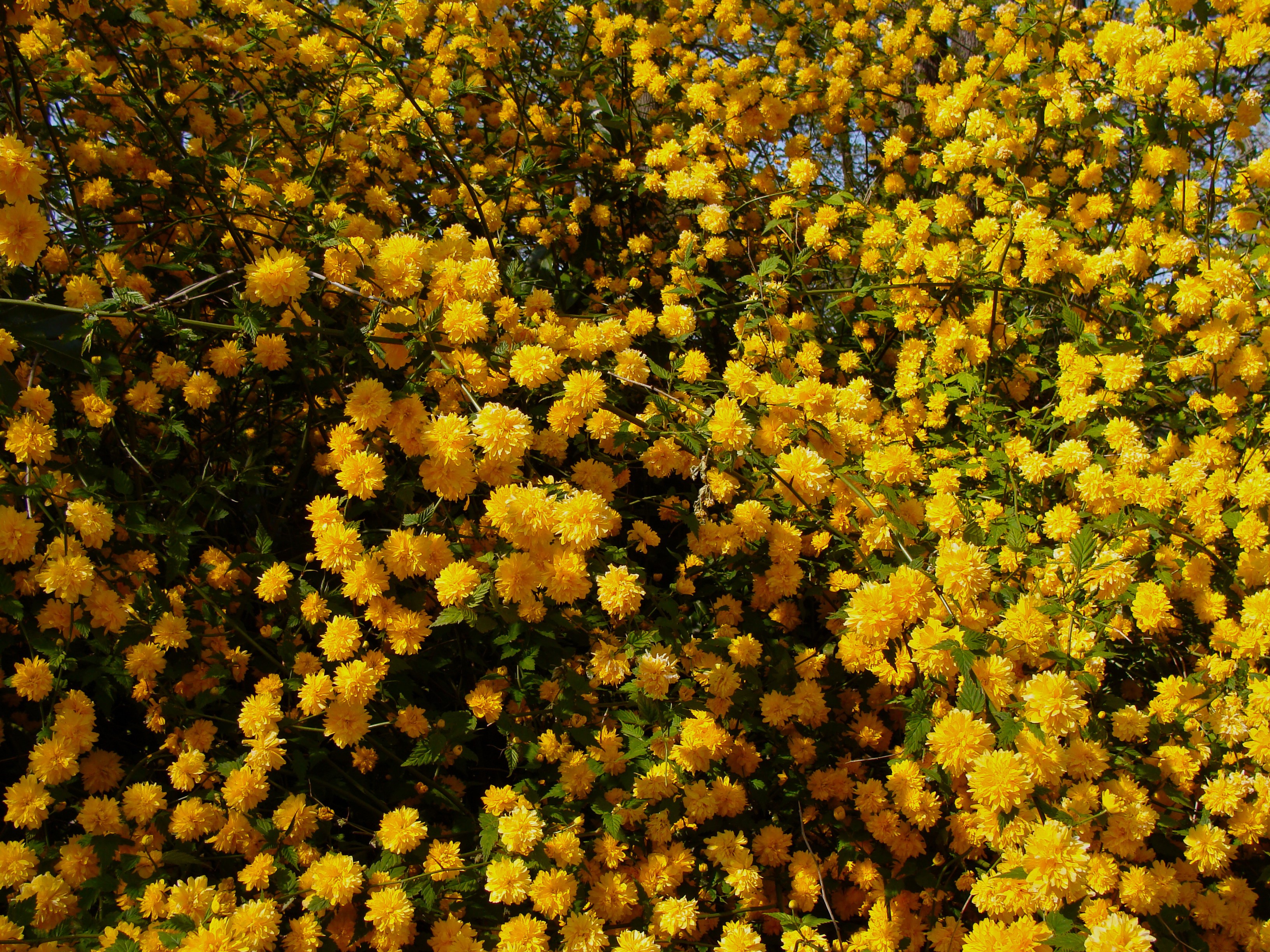 A bush full of yellow Kerria Japonica flowers HD Wallpaper