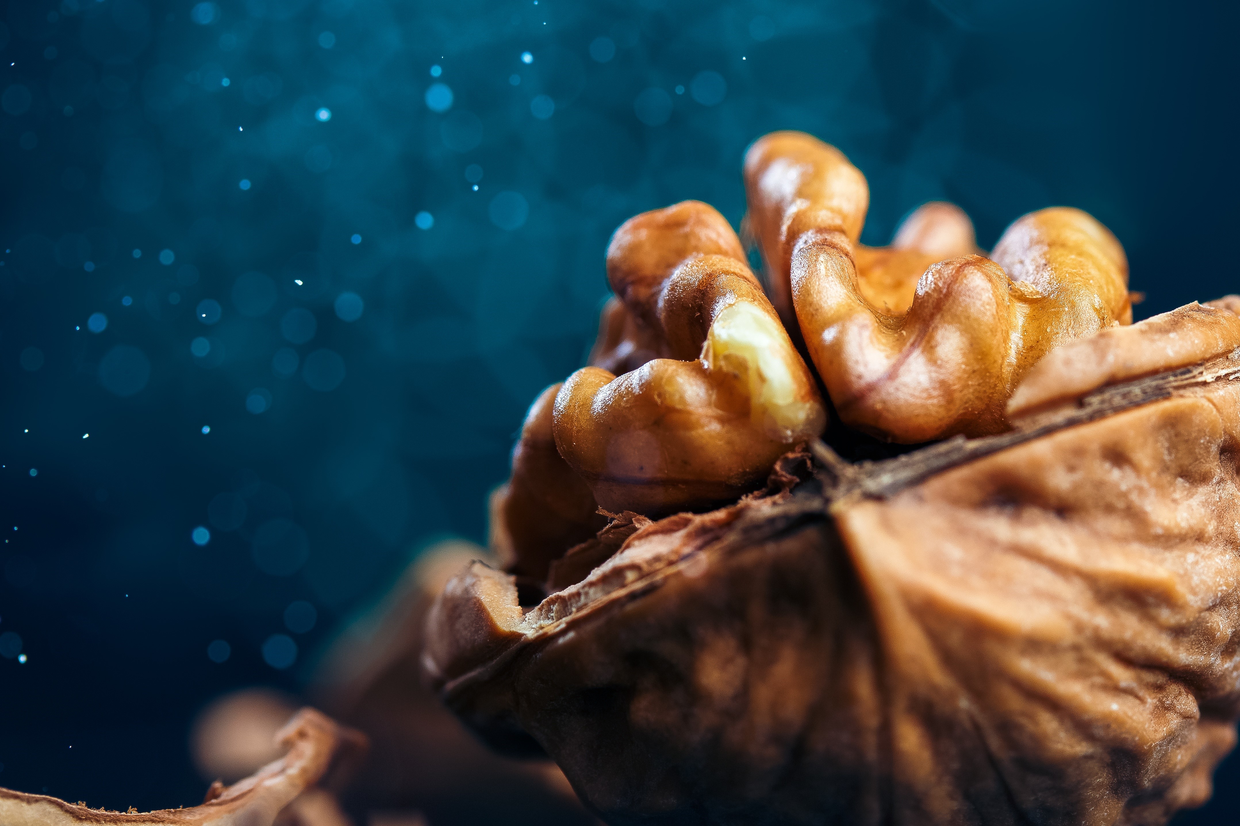 Macro shot of a walnut with bokeh background HD Wallpaper