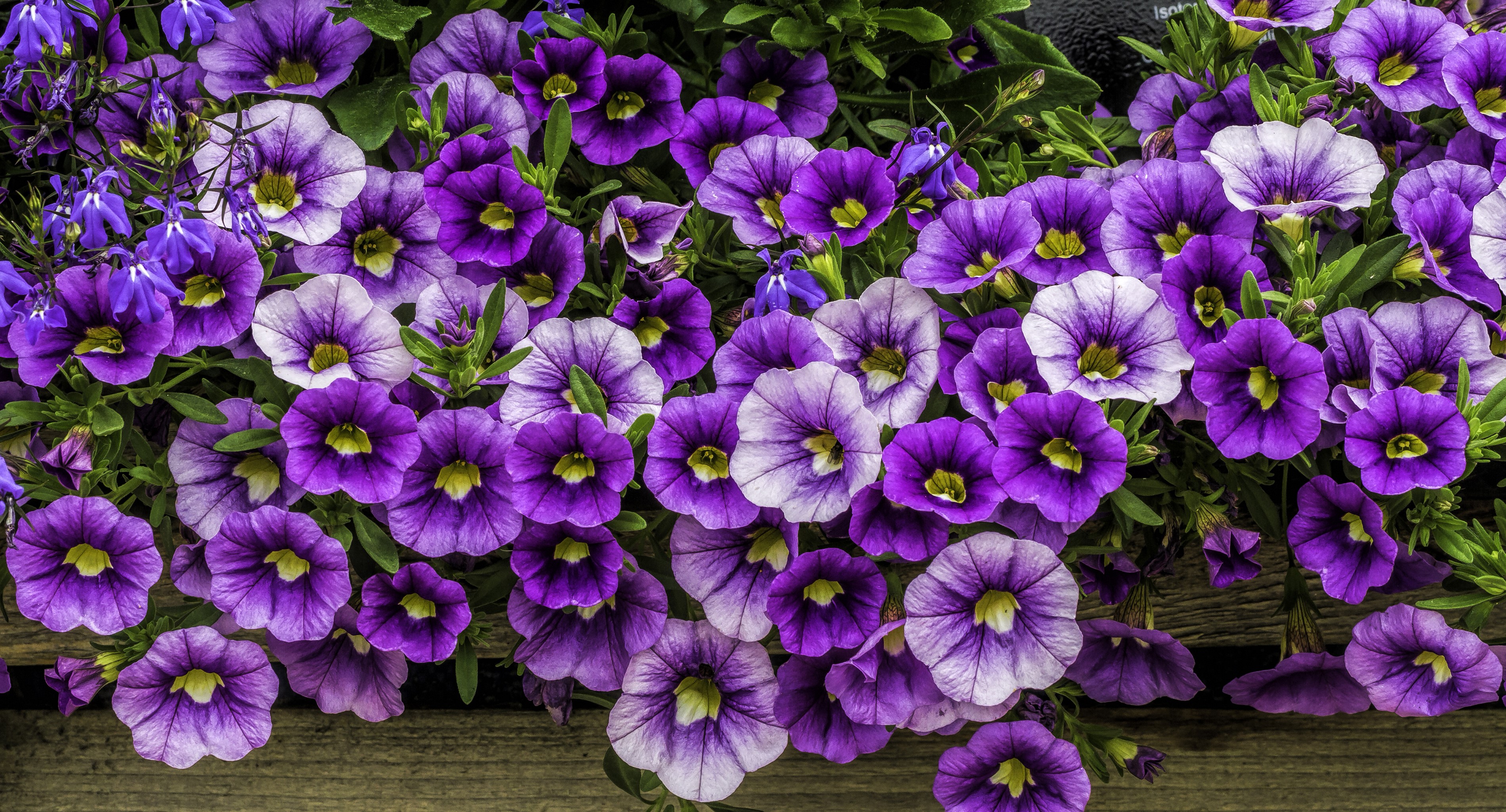 Purple and white petunias in a planter HD Wallpaper
