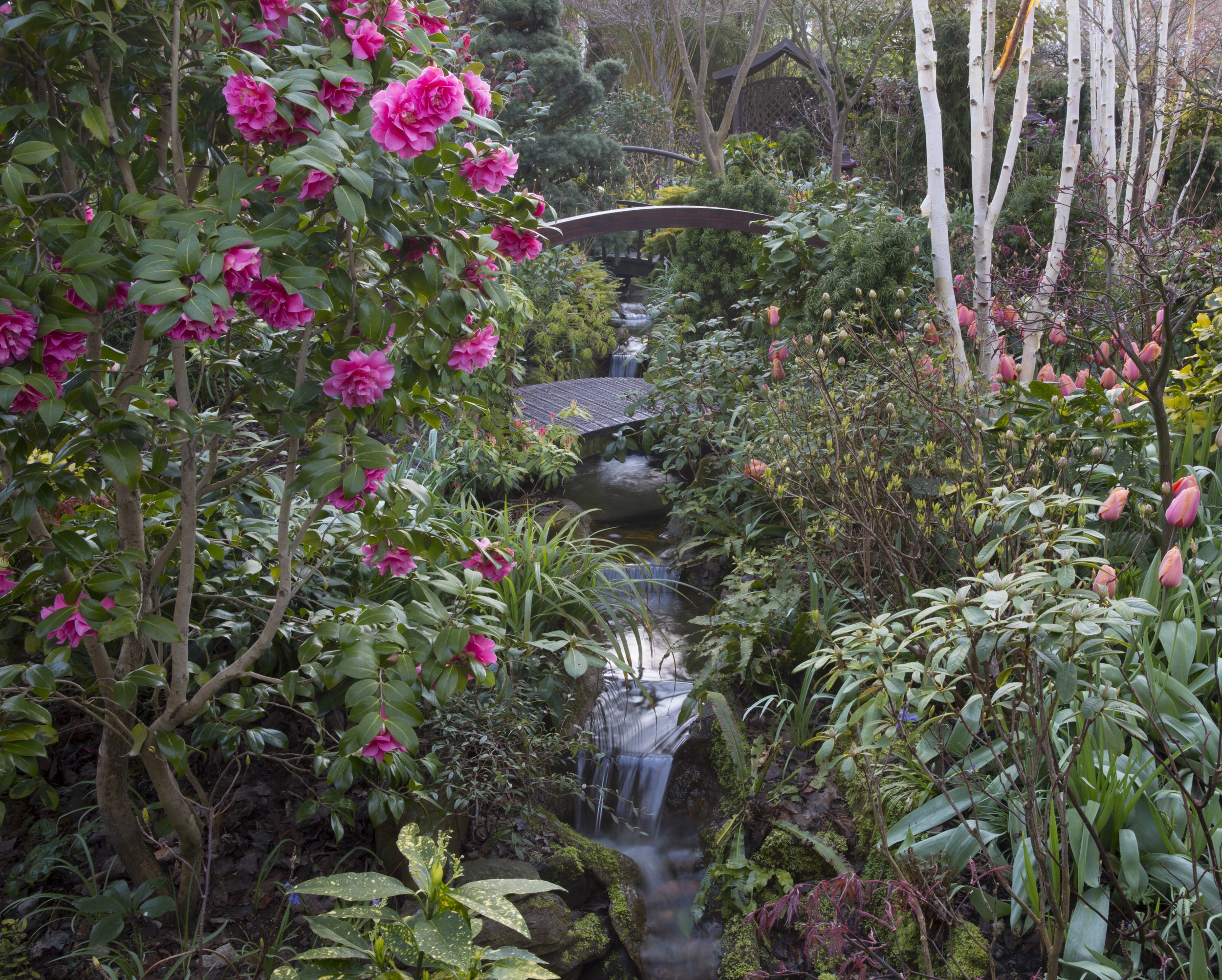 Garden with camellias and a waterfall in Walsall, England HD Wallpaper