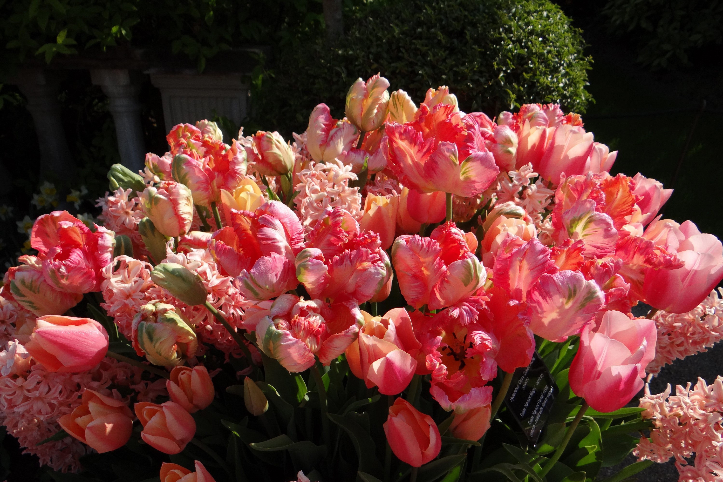 Pink Parrot Tulips and Hyacinths in a Garden HD Wallpaper