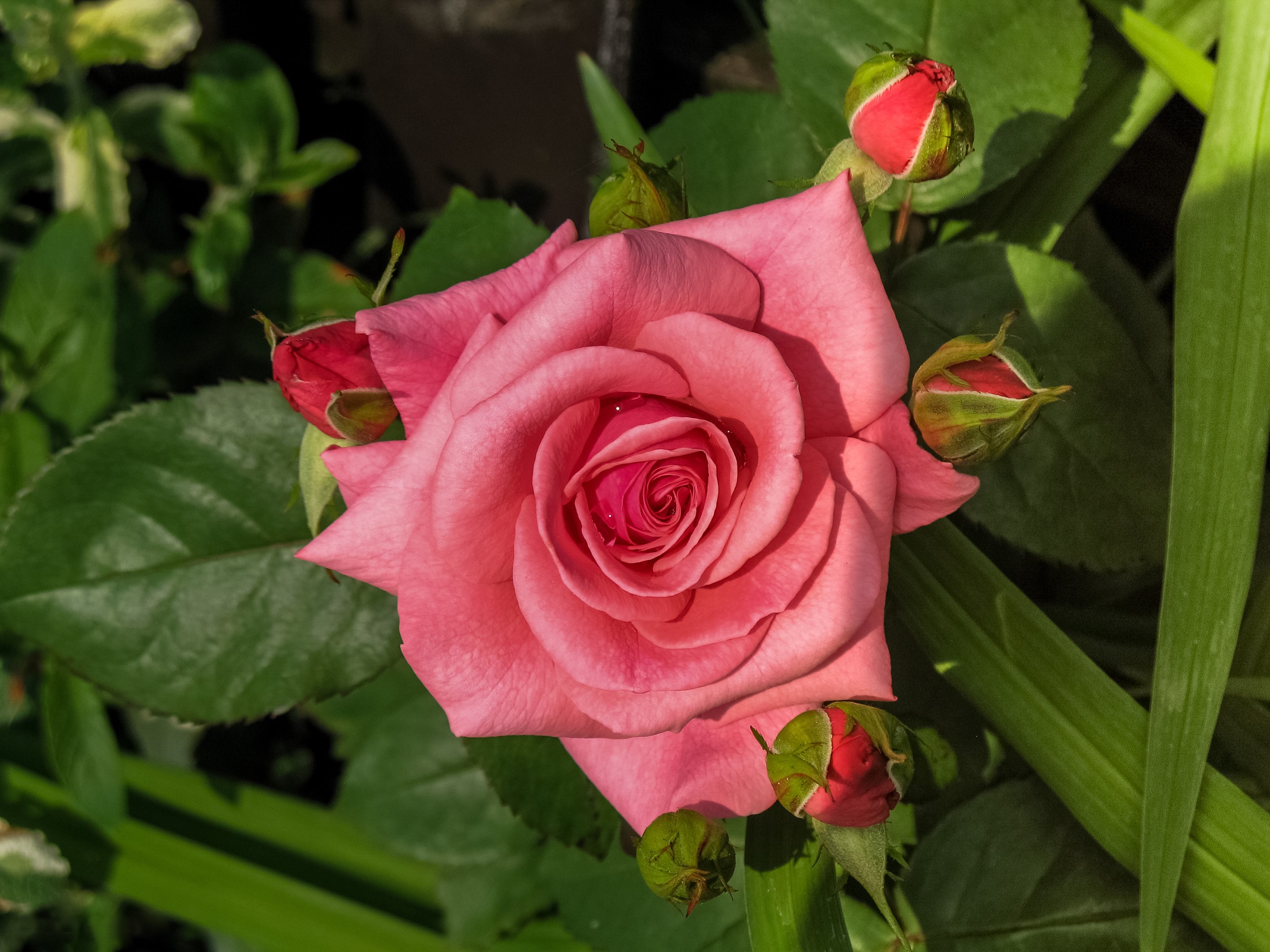 Pink rose with buds and green leaves HD Wallpaper