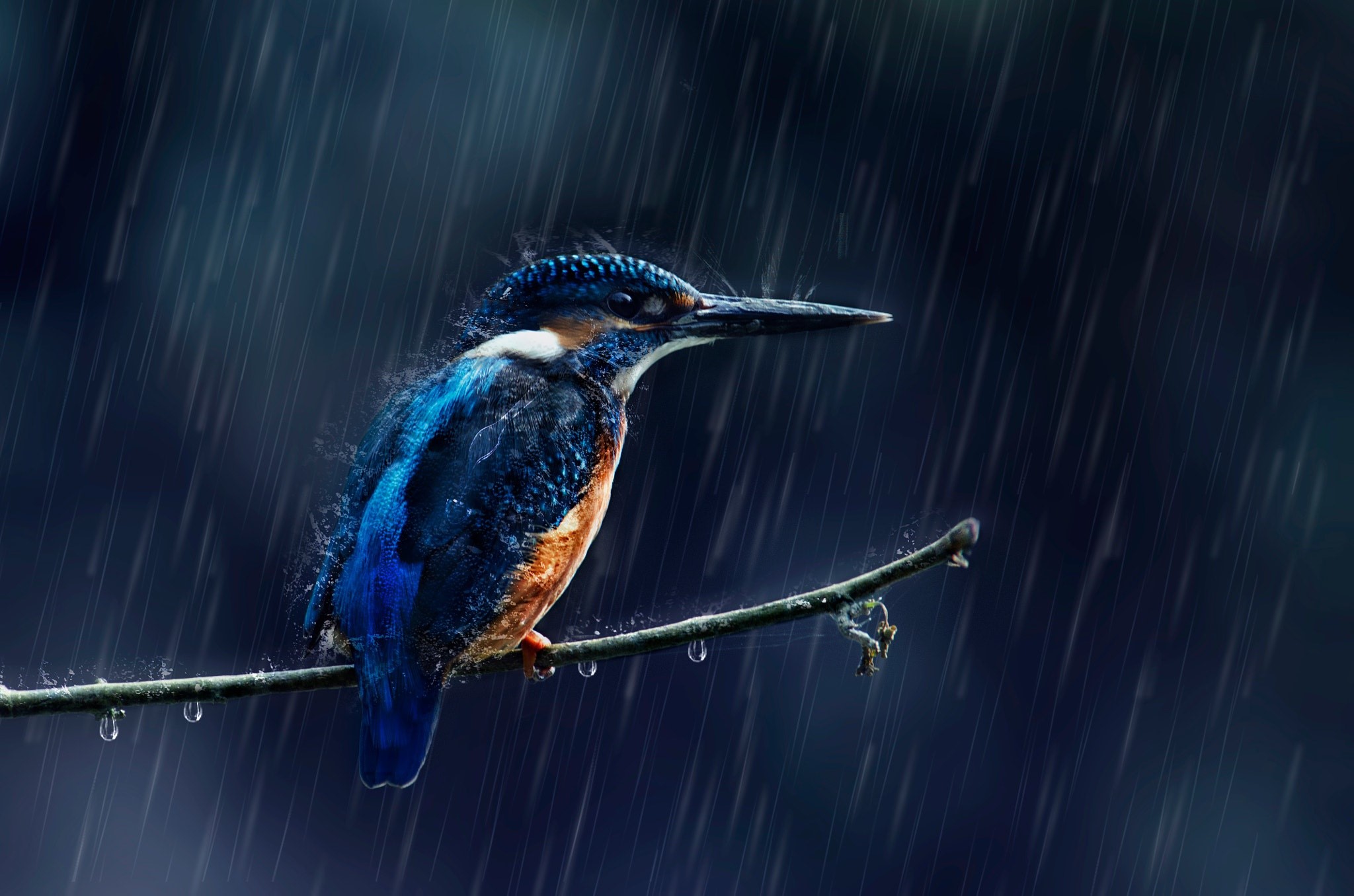 Common Kingfisher perched on a branch in the rain HD Wallpaper