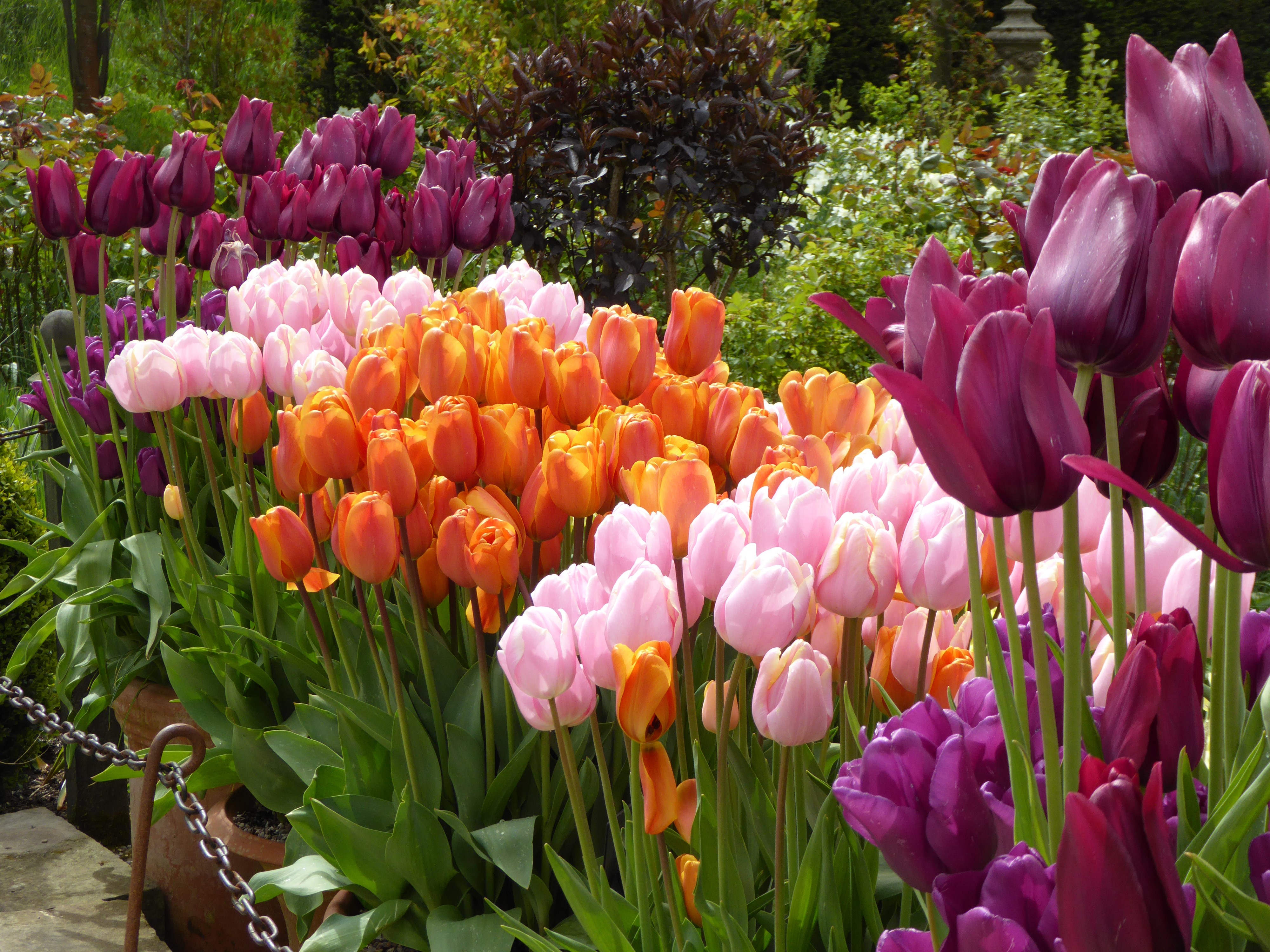 Tulips in Garden Harlow Carr, United Kingdom HD Wallpaper