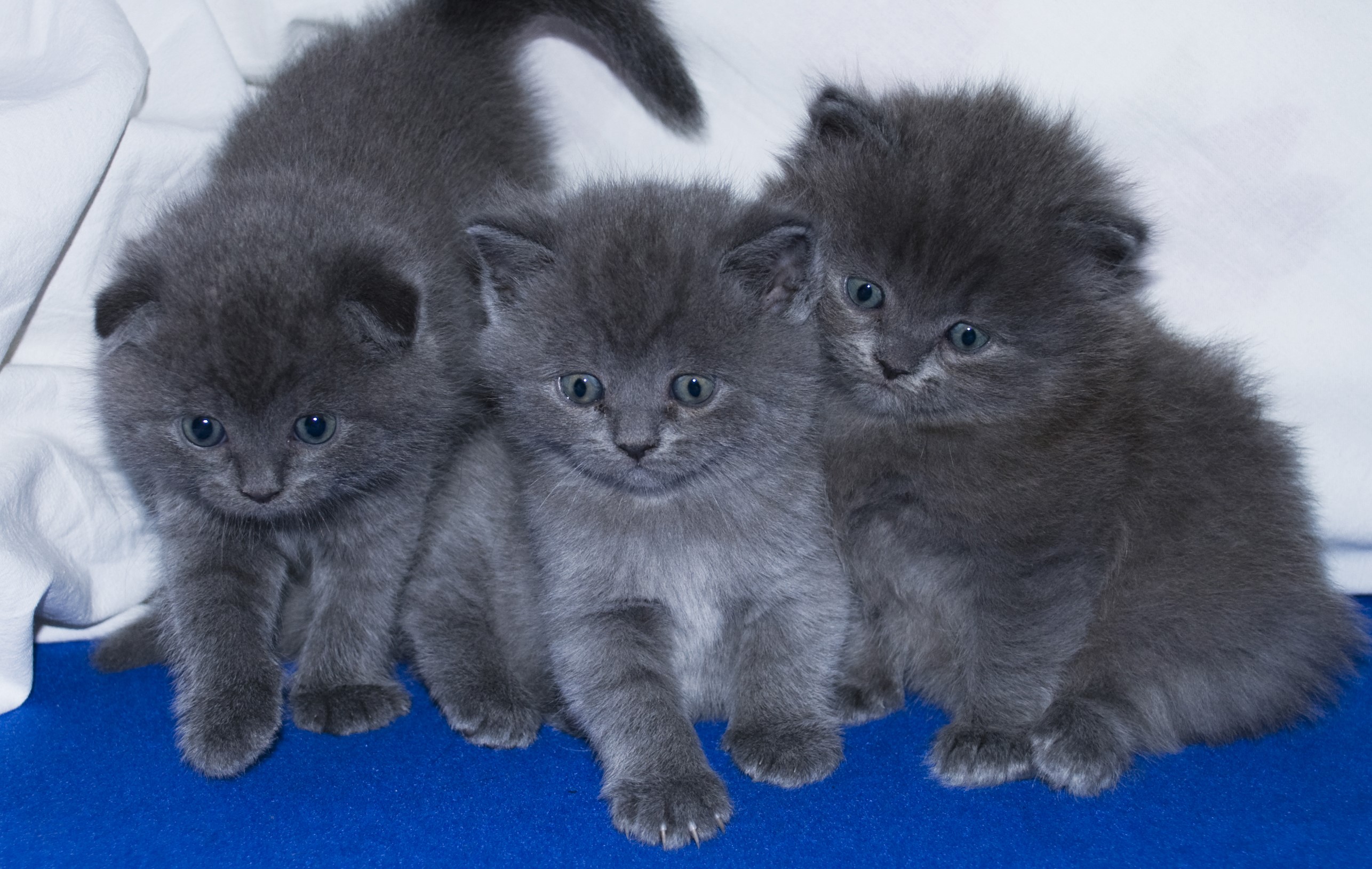 Three Grey Kittens on a Blue Surface HD Wallpaper