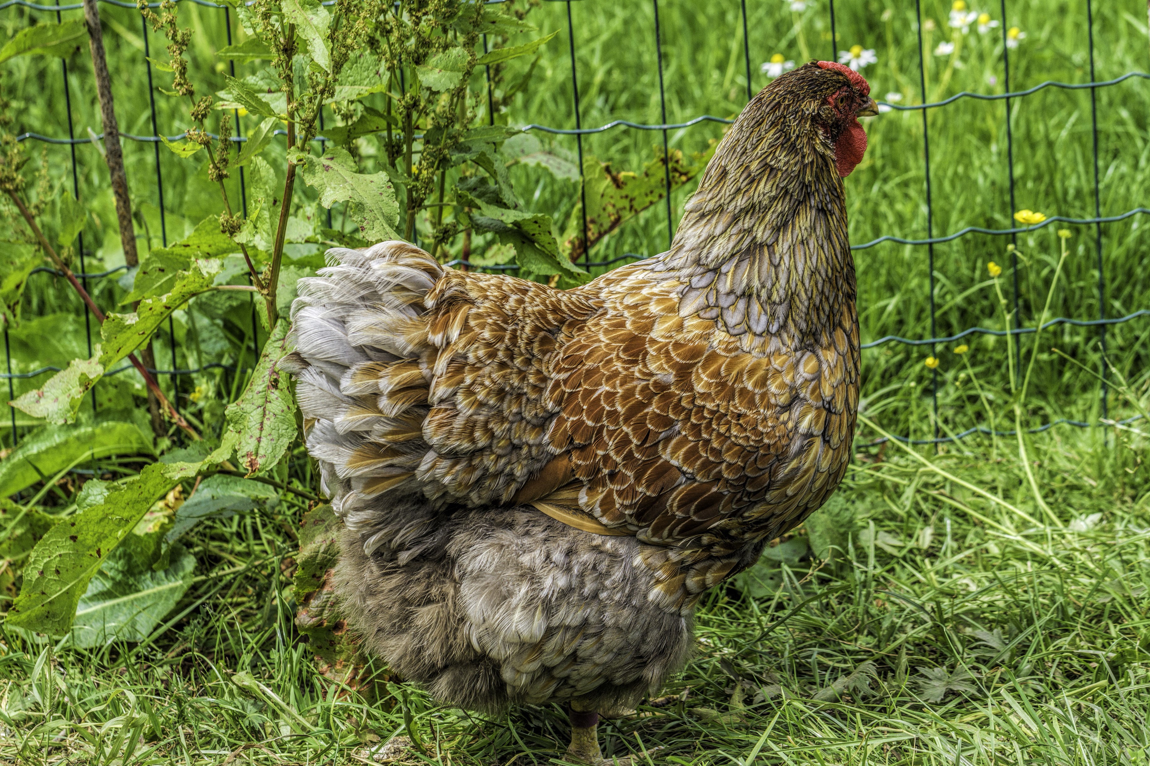 Chicken standing in grass near a fence HD Wallpaper
