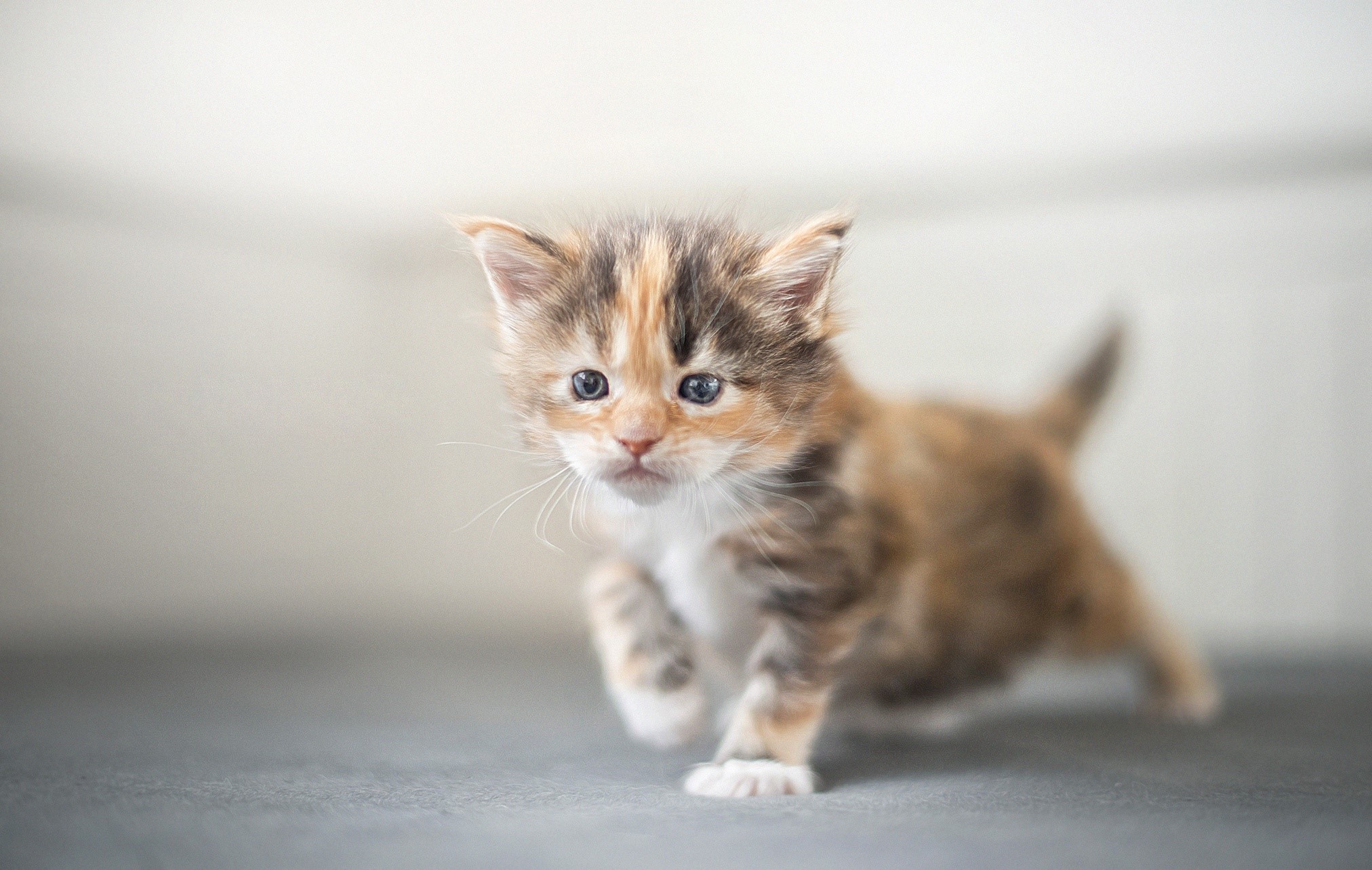 Calico Kitten Walking HD Wallpaper